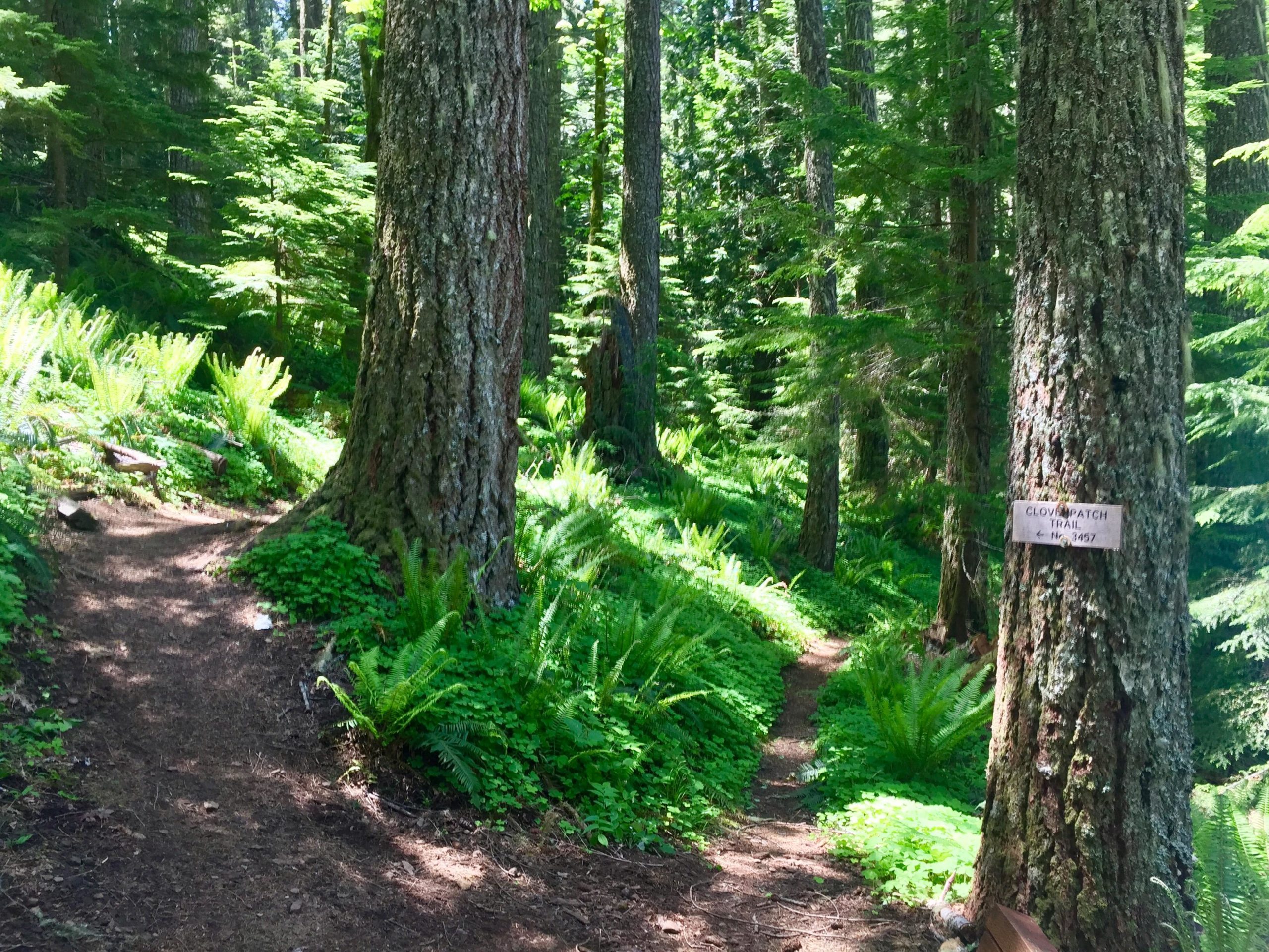A lush forest scene featuring a dirt path that forks into two directions. Tall trees with textured bark line the path, surrounded by vibrant green ferns. A sign on the right tree indicates the "Clove Patch Trail." Sunlight filters through the canopy, illuminating the foliage. Cloverpatch mountain bike trail.