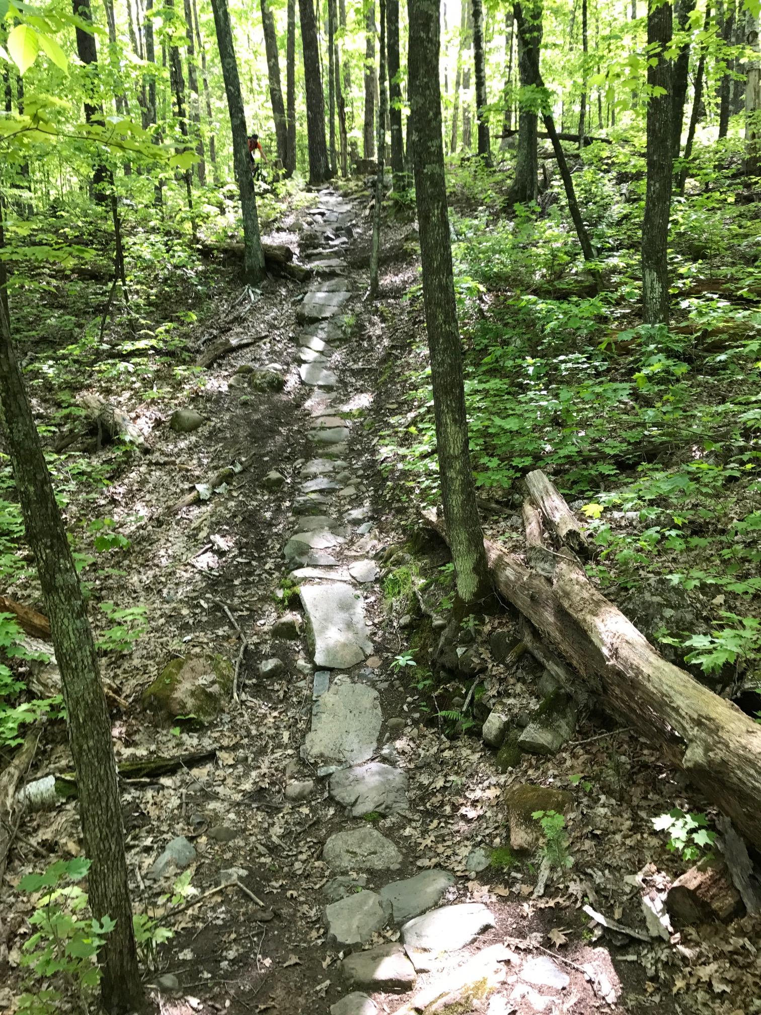 A narrow stone path winding through a lush green forest, surrounded by tall trees and dense foliage. Sunlight filters through the leaves, creating a serene and tranquil atmosphere. Small rocks and fallen branches are visible along the trail, which is partially covered with leaves. Rock Lake mountain bike trail.
