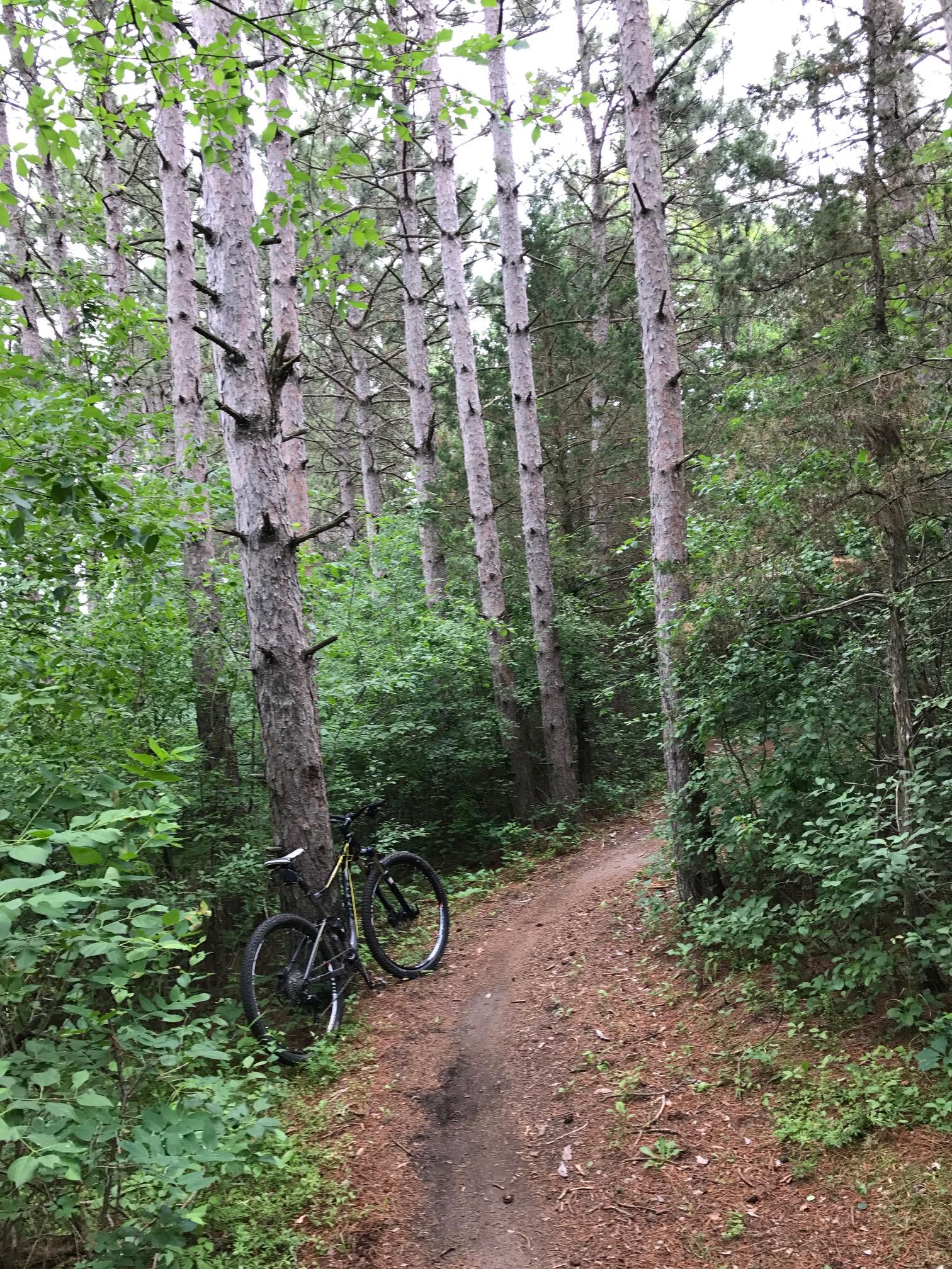 A black mountain bike leaning against a tree along a narrow dirt trail in a dense forest with tall trees and lush greenery on either side. Bertram Chain of Lakes Trail mountain bike trail.
