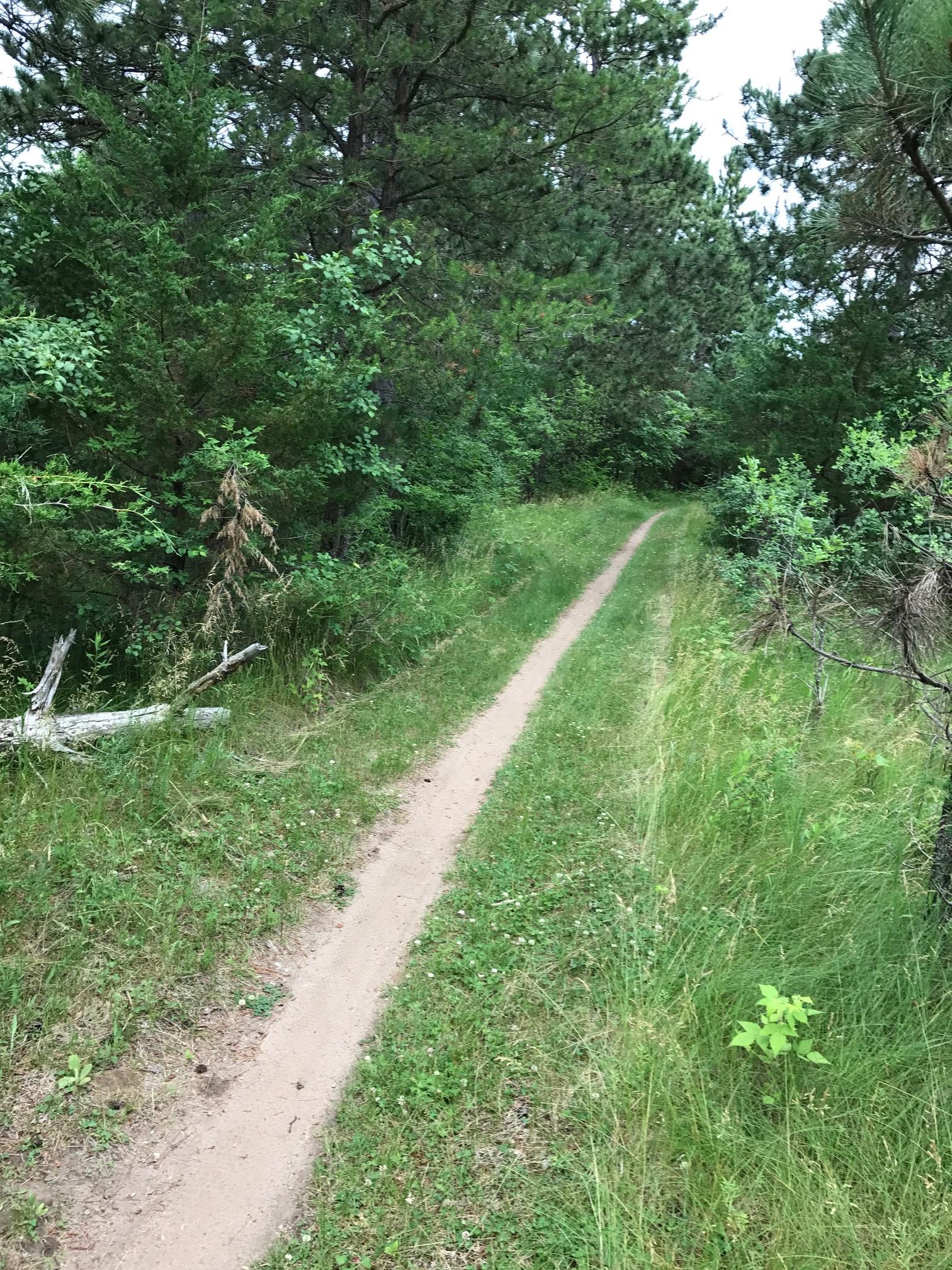 A narrow dirt path winding through a lush green forest, flanked by tall trees and grasses, creating a serene natural setting. Bertram Chain of Lakes Trail mountain bike trail.