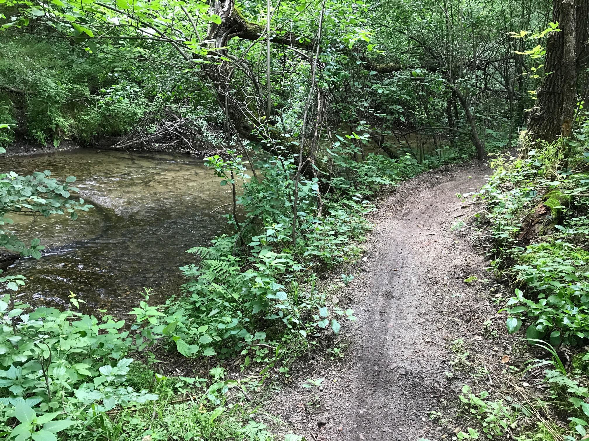 A narrow dirt path winding through a lush, green forest next to a clear stream, surrounded by various plants and trees. Bertram Chain of Lakes Trail mountain bike trail.