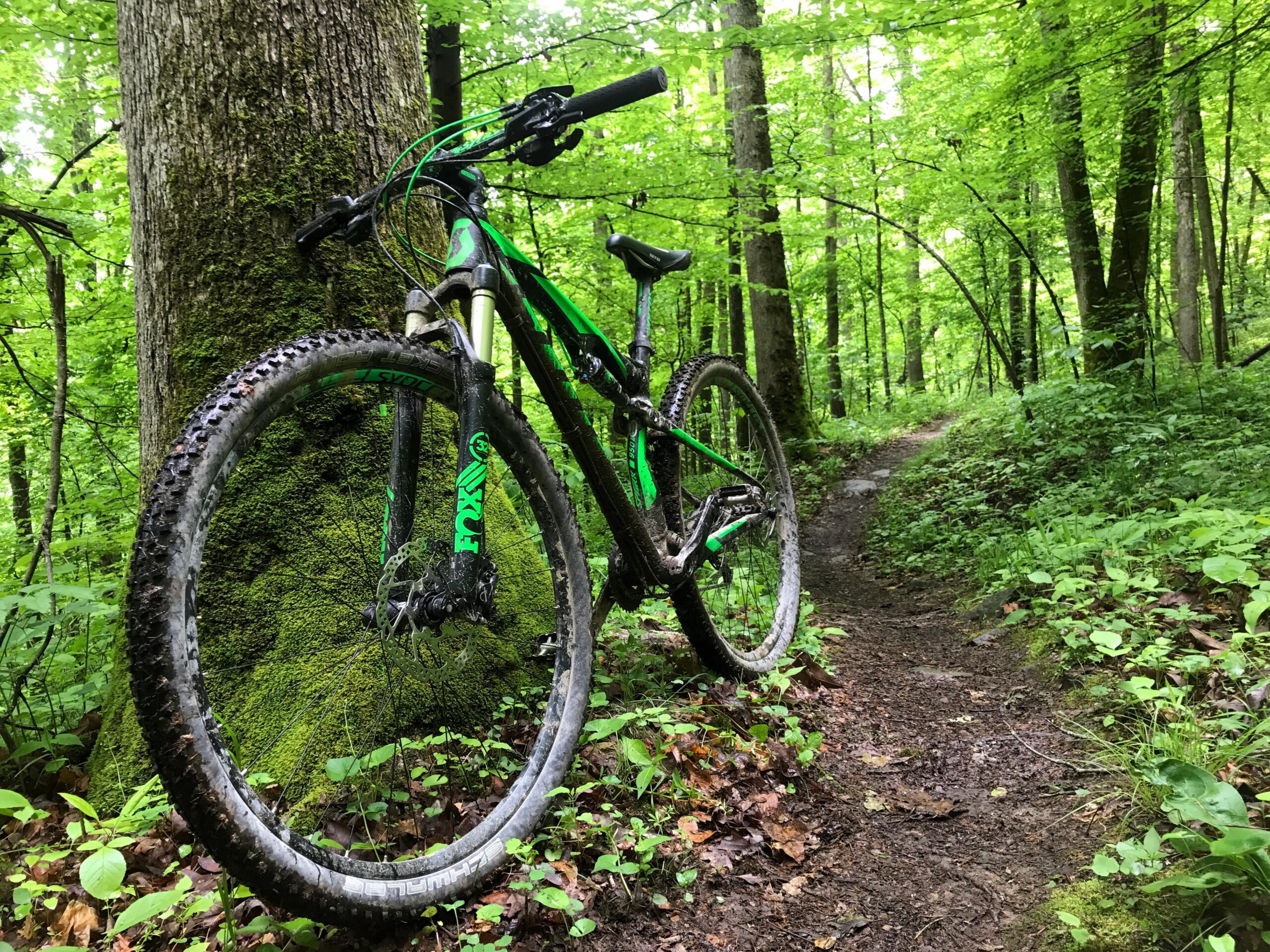 Scott Spark 950: A green mountain bike leaning against a moss-covered tree, surrounded by lush greenery and a dirt trail winding through the forest.