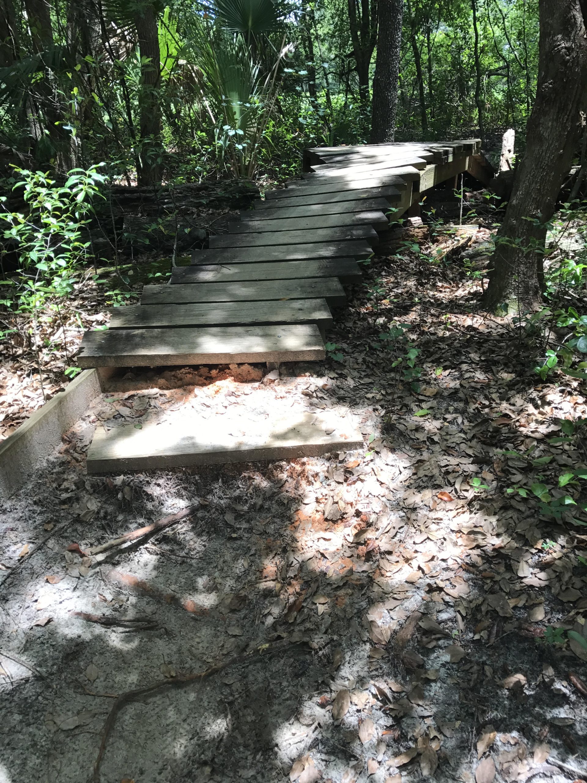 Wooden planks form a pathway through a forested area, surrounded by greenery and scattered leaves on the ground. Sunlight filters through the trees, casting shadows on the path. Mount Dora Trail mountain bike trail.