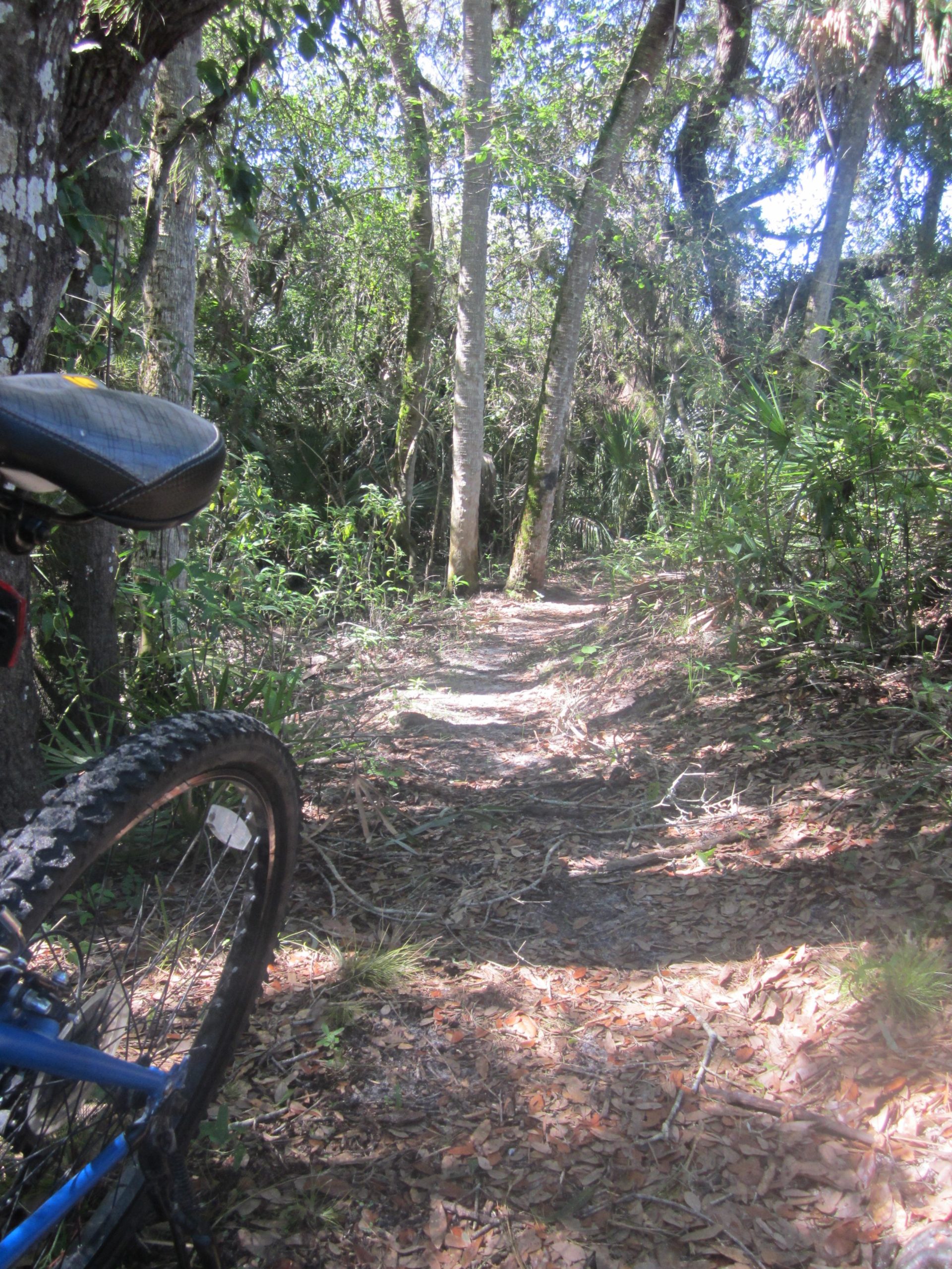 A dirt path winding through a lush, green forest, with trees on either side and sunlight filtering through the leaves. A mountain bike is partially in view on the left, resting on the ground covered with fallen leaves and small plants. North Port Mountain Bike Trails mountain bike trail.