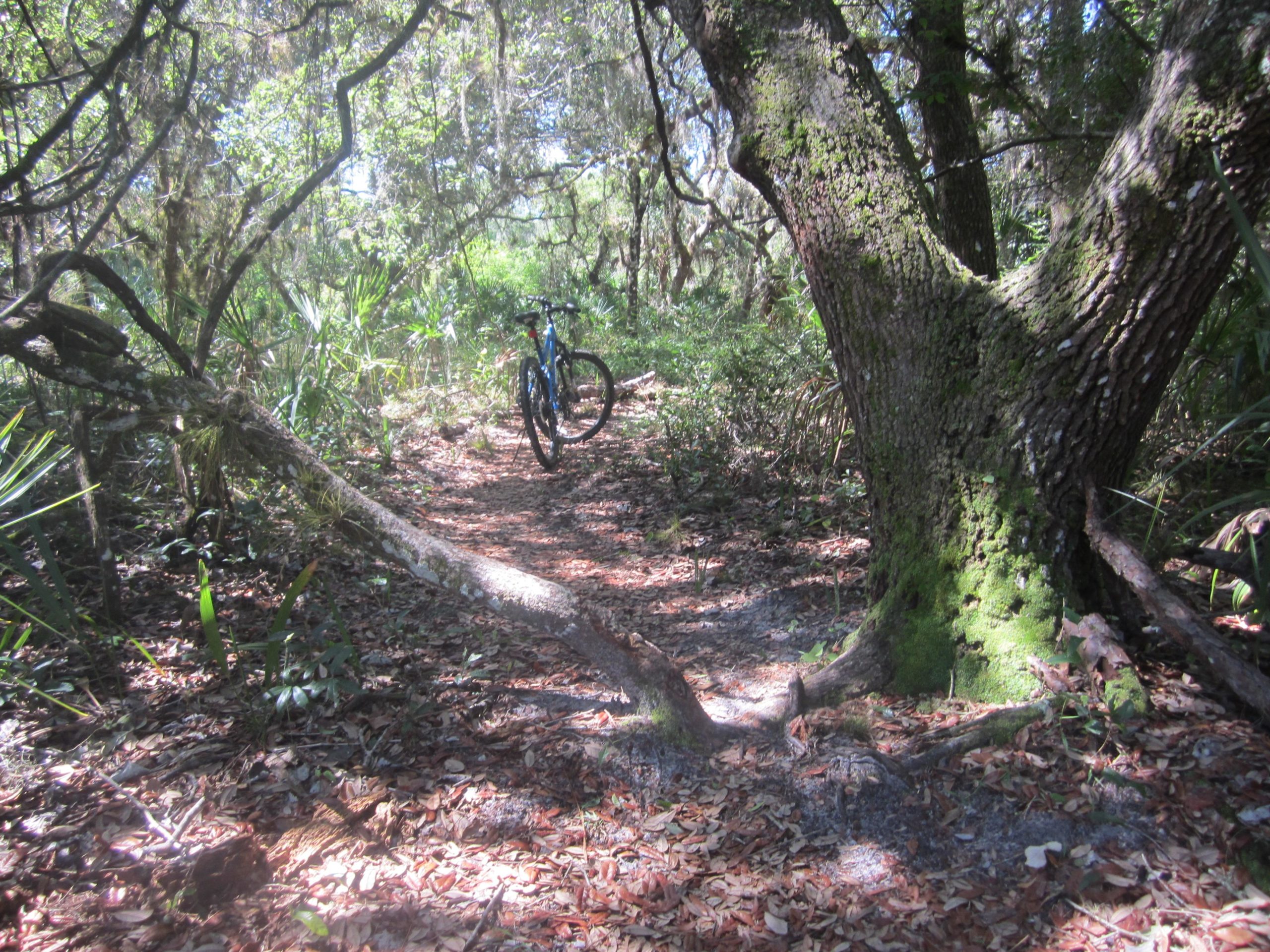 A mountain bike parked along a dirt path in a lush forest. The scene features tall trees, greenery, and fallen leaves scattered on the ground, creating a tranquil natural setting. Alafia River State Park mountain bike trail.