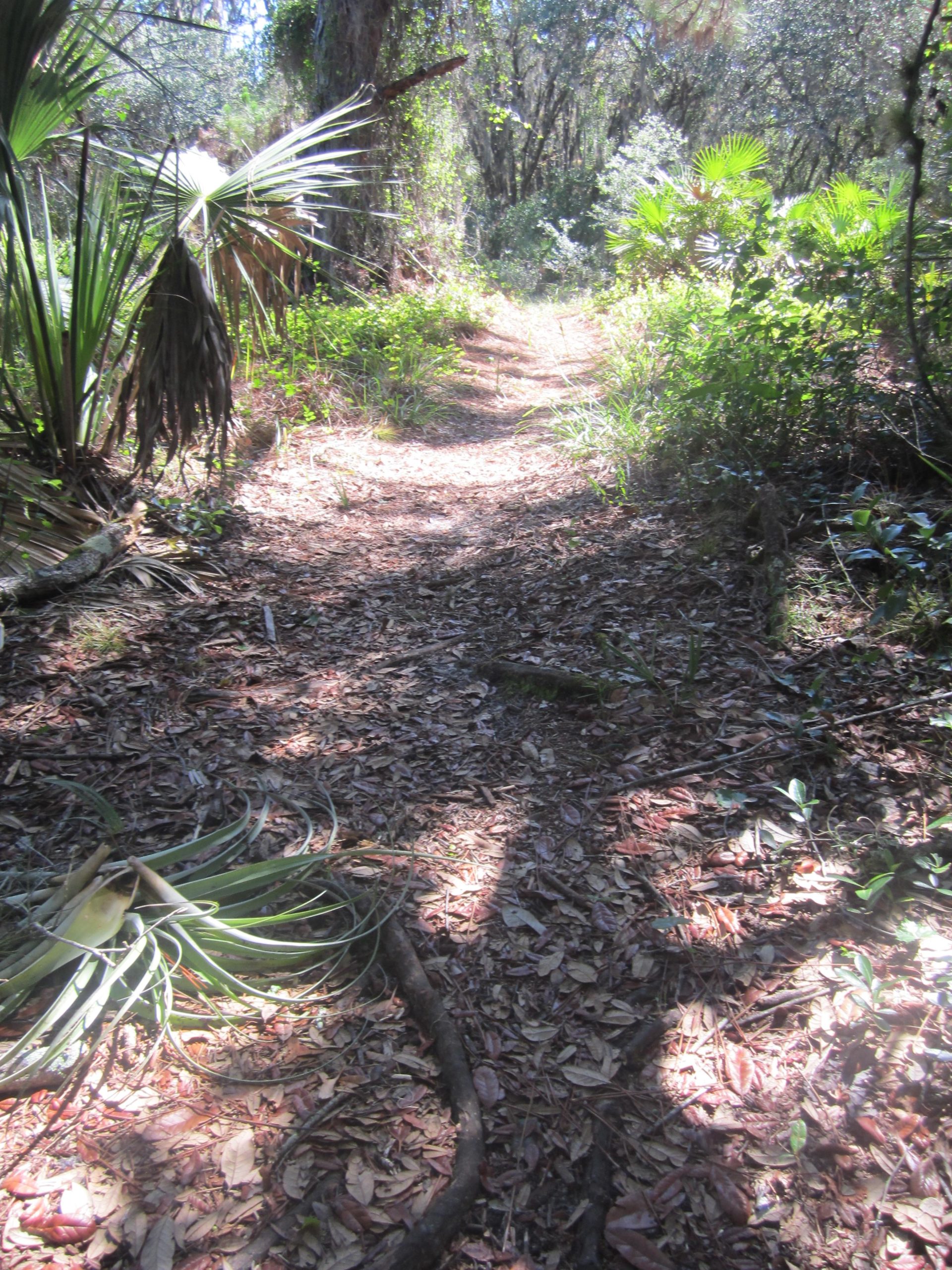 A narrow dirt path winding through a lush green forest, lined with various plants and leaves. Sunlight filters through the trees, casting dappled shadows on the ground, which is covered with fallen leaves and twigs. Alafia River State Park mountain bike trail.