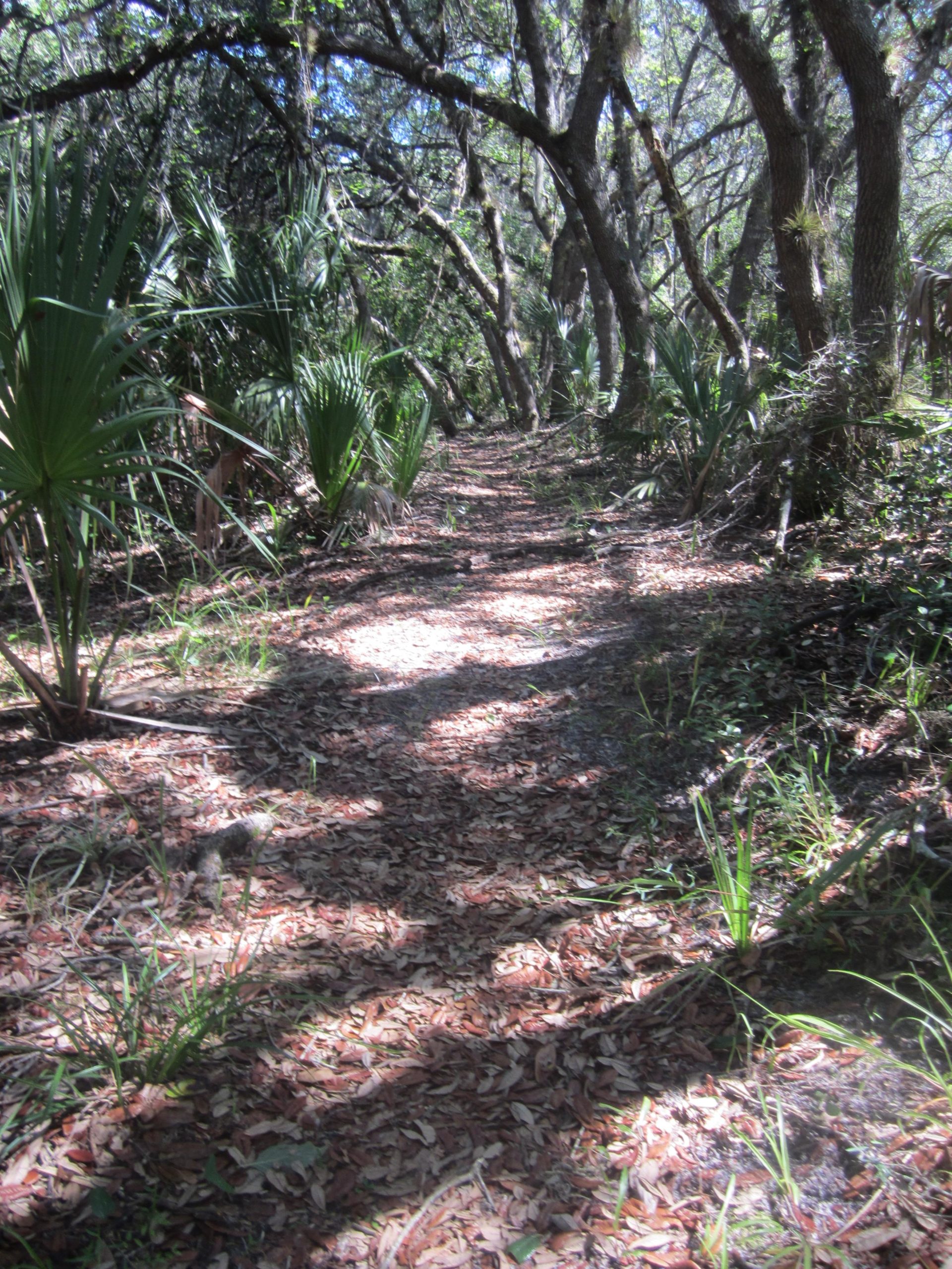 A wooded walking path winding through a serene forest, surrounded by tall trees and lush green plants. The ground is covered with fallen leaves and the dappled sunlight creates patterns on the path, inviting exploration. North Port Mountain Bike Trails mountain bike trail.