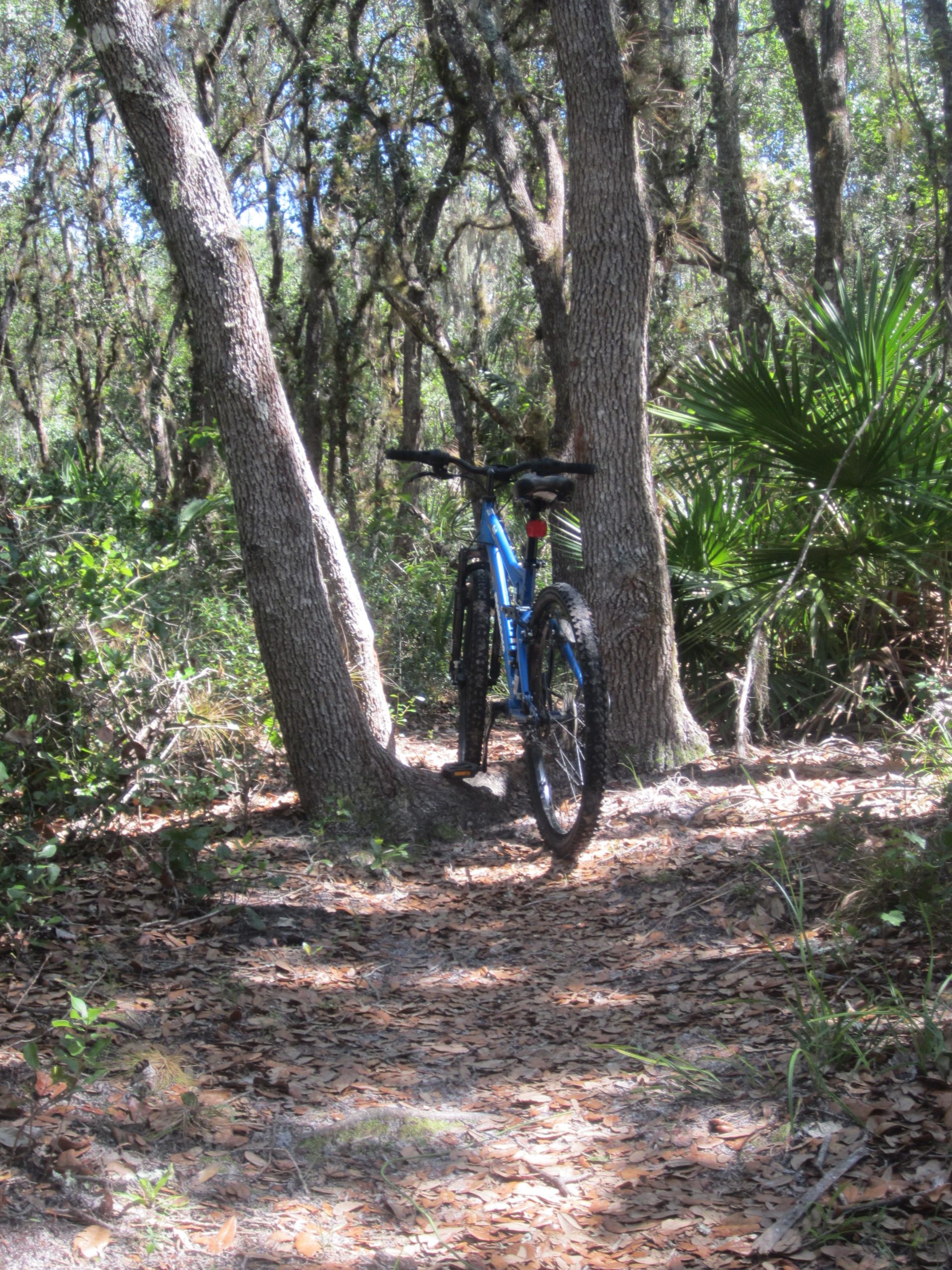 A blue mountain bike is parked between two trees along a dirt path in a forested area. The ground is covered with fallen leaves, and various green plants and shrubs surround the scene, indicating a natural outdoor setting. Sunlight filters through the trees, casting dappled shadows on the path. North Port Mountain Bike Trails mountain bike trail.