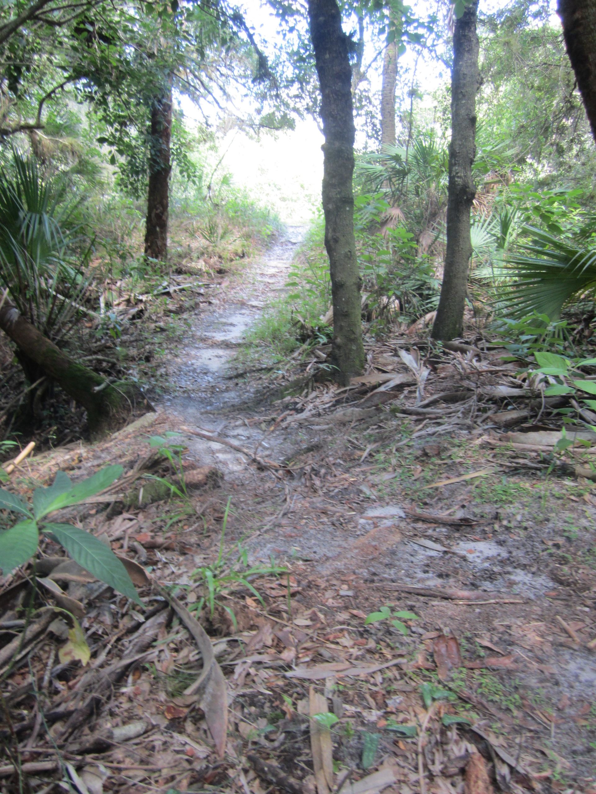 A narrow dirt trail winding through a dense forest, flanked by trees and lush vegetation. Sunlight filters through the foliage, illuminating the path ahead. The ground is covered with leaves and small plants, creating a natural and serene atmosphere. North Port Mountain Bike Trails mountain bike trail.