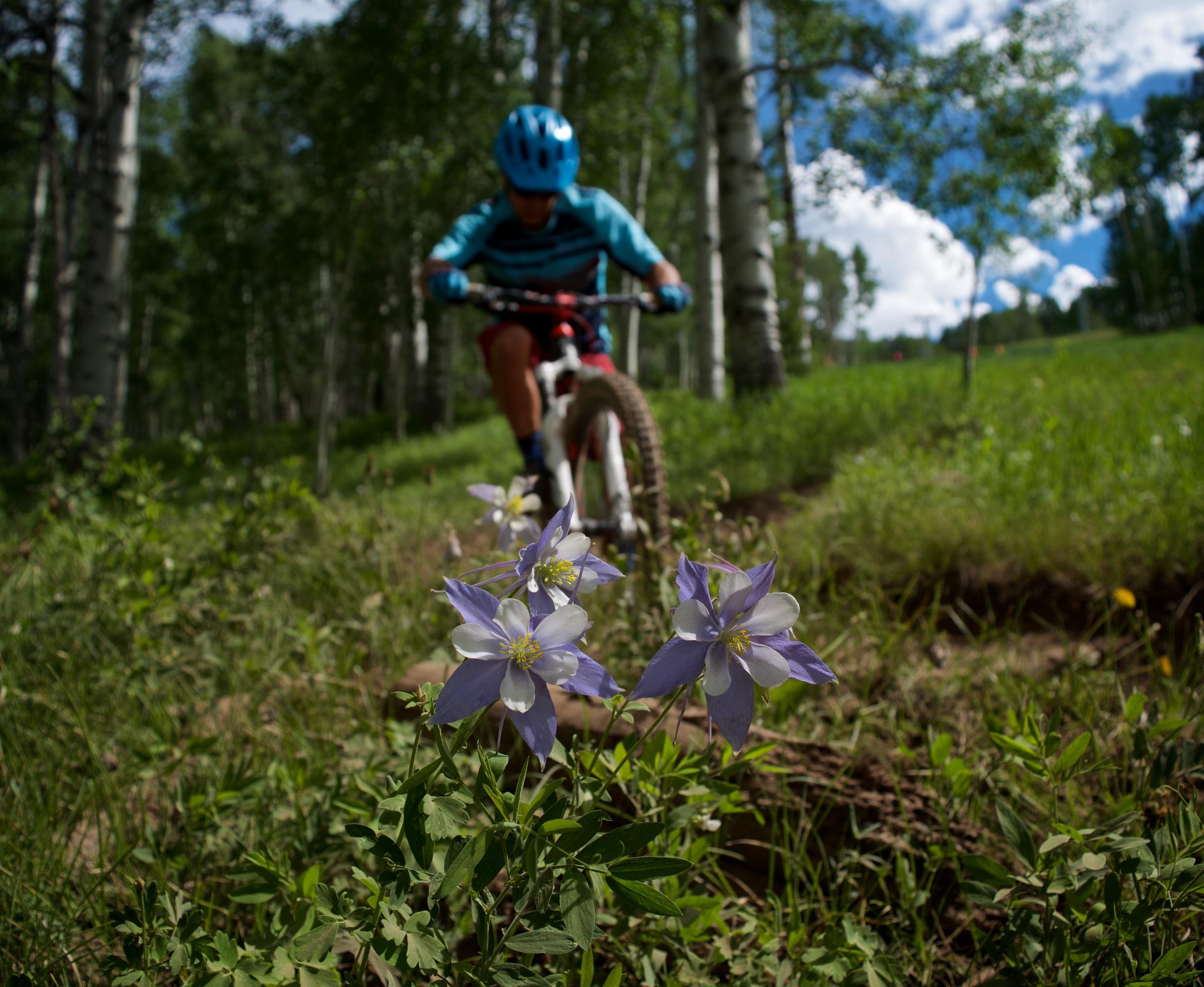 A close-up of purple columbine flowers in a grassy area with a blurred background of a young cyclist riding a mountain bike through a forested trail. The scene is set in a lush green landscape with aspen trees and a partly cloudy sky. Vail Mountain Bike Park mountain bike trail.