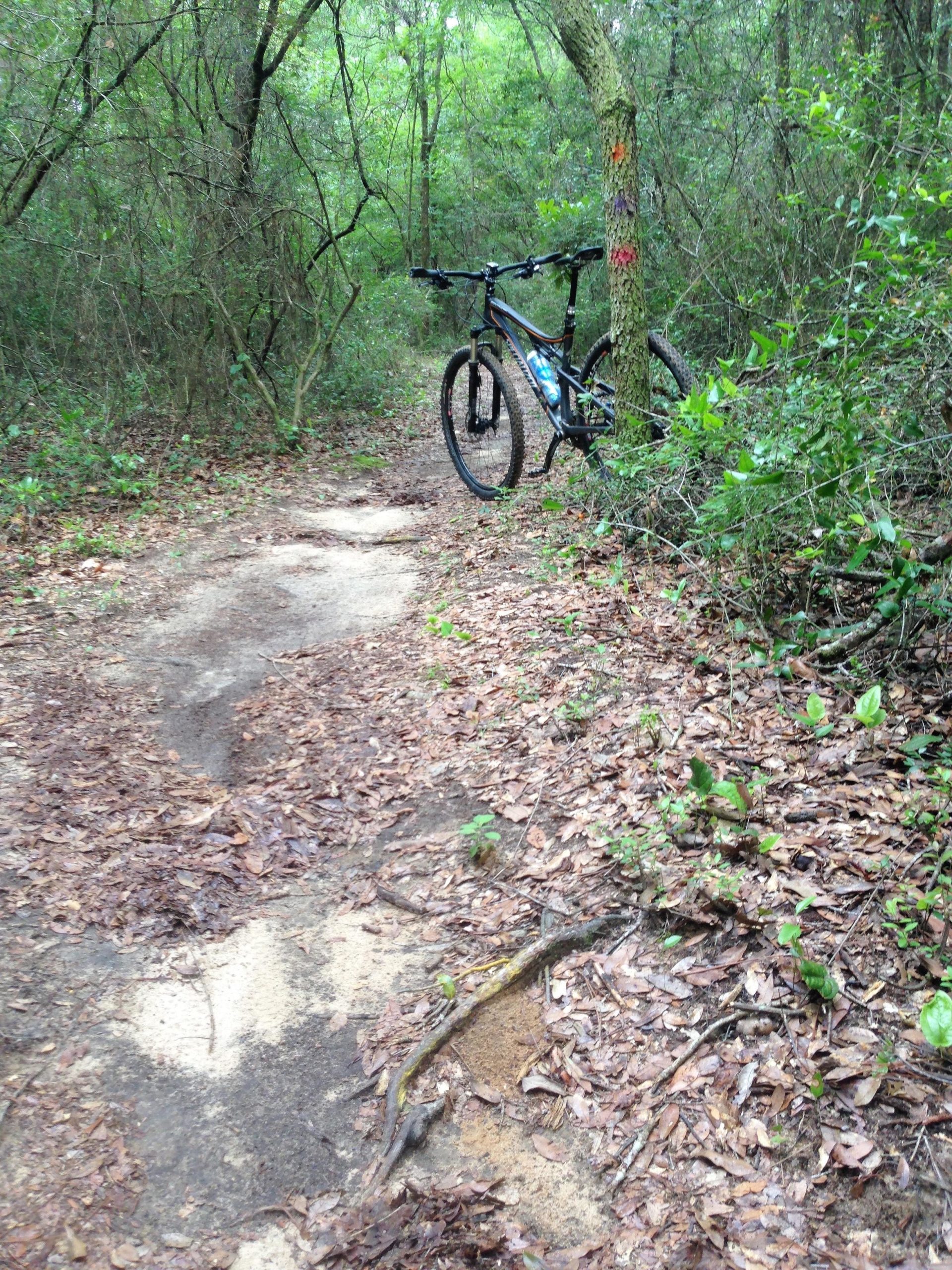 A mountain bike resting against a tree along a narrow dirt trail surrounded by dense green vegetation and fallen leaves. The trail is partially visible, showing a natural and slightly uneven surface, indicative of a forested biking path. UWF Mountain Bike Trails mountain bike trail.