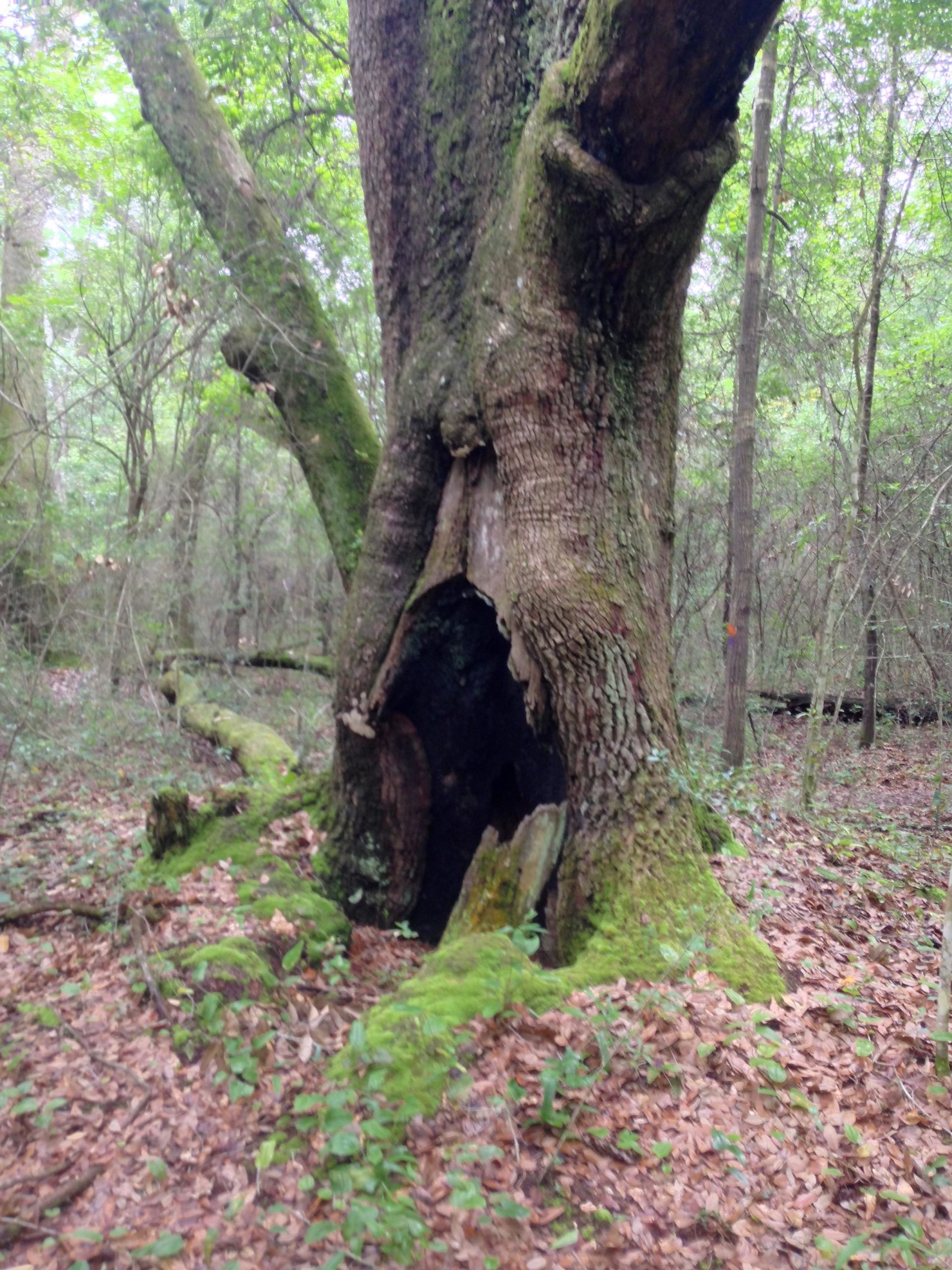 A large, weathered tree with a hollow trunk and a moss-covered base stands in a dense forest, surrounded by fallen leaves and undergrowth. Sunlight filters through the lush green canopy above, creating a serene natural setting. UWF Mountain Bike Trails mountain bike trail.