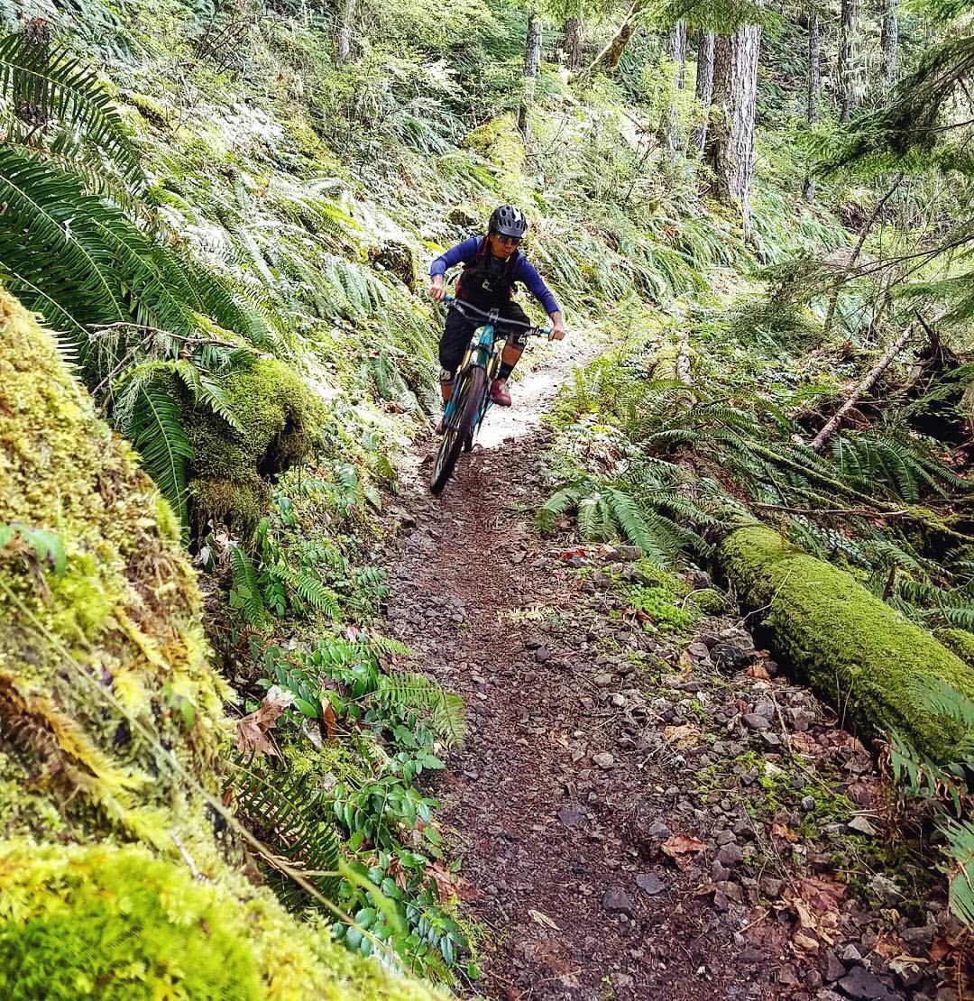 A mountain biker riding on a narrow dirt trail surrounded by lush greenery and ferns in a forested area. The path is lined with moss-covered rocks and fallen logs. Larison Rock mountain bike trail.