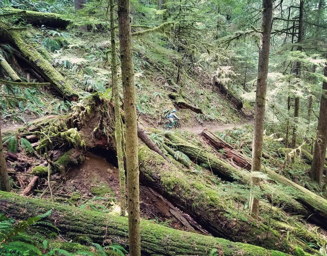 A mountain biker riding along a winding trail in a lush, green forest. The ground is covered with fallen mossy logs and ferns, and tall trees surround the area, creating a dense and serene natural environment. Larison Rock mountain bike trail.