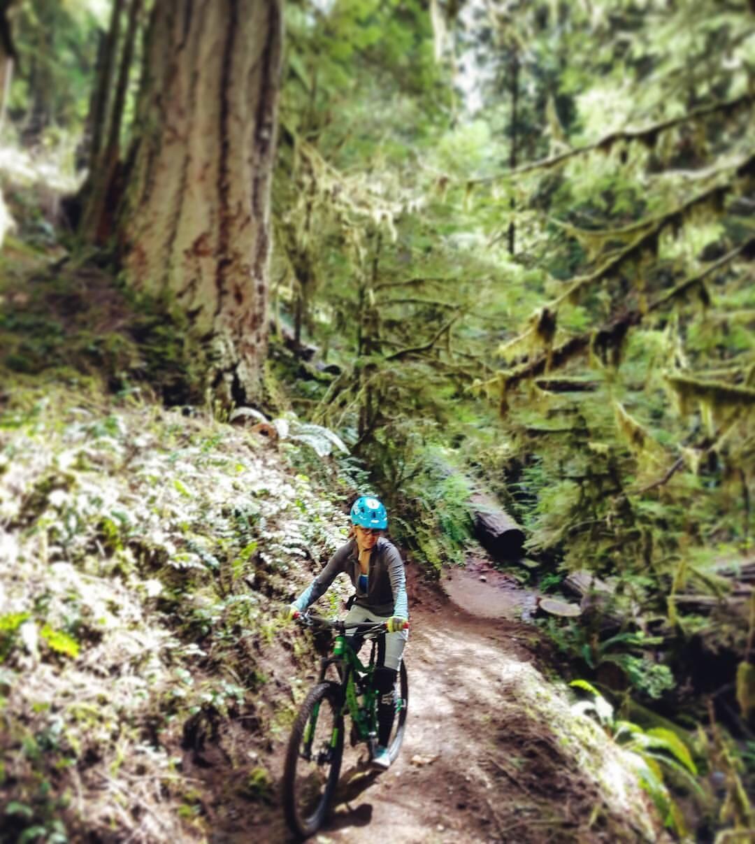 A person riding a mountain bike along a narrow trail in a lush, green forest. Towering trees with moss-covered branches frame the path, while ferns and other vegetation grow alongside. The cyclist is wearing a blue helmet and a long-sleeve shirt, focused on the trail ahead. Soft sunlight filters through the trees, creating a serene atmosphere. Larison Rock mountain bike trail.