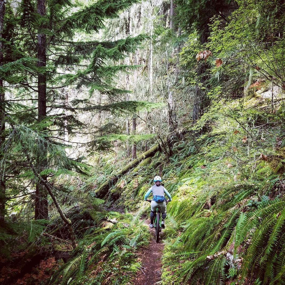 A mountain biker navigating a narrow, moss-covered trail through a lush green forest, surrounded by tall trees and ferns. The scene captures the beauty of nature and outdoor adventure. Larison Rock mountain bike trail.