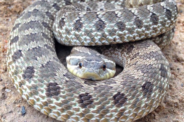 A close-up view of a coiled snake, displaying its intricate scale patterns and colors. The snake's head is positioned in the center, showing distinct markings and bright, alert eyes, while the rest of its body is wrapped around itself on a sandy surface.
