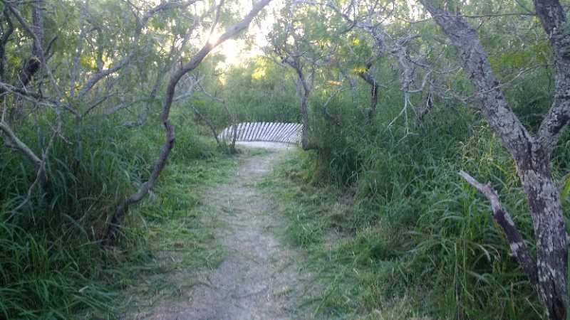 A narrow dirt path winds through lush green vegetation, flanked by trees on either side. In the distance, a small wooden bridge with a slatted design is visible, partially shaded by the surrounding foliage. The scene is serene and inviting, suggesting a peaceful natural area. Oso Creek Park mountain bike trail.