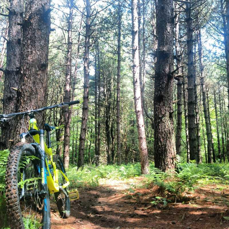 A mountain bike is leaning against a tree in a dense forest with tall pine trees and ferns along a natural dirt path, illuminated by sunlight filtering through the canopy. Yellow Creek State Park mountain bike trail.