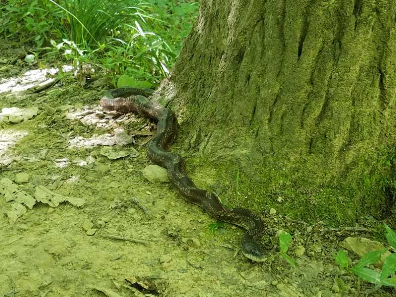 A snake resting on the ground near a tree trunk, surrounded by green grass and foliage. The ground is sandy with some scattered leaves and small rocks. Brown County Park mountain bike trail.