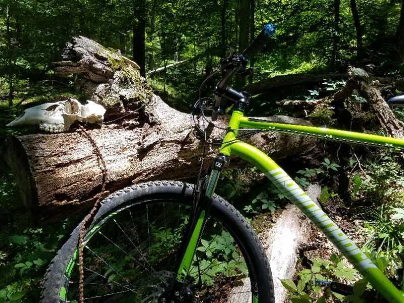 A bright green mountain bike is positioned next to a large fallen log in a lush forest setting. Atop the log, there is a white animal skull partially covered in moss, surrounded by greenery and dappled sunlight filtering through the trees. Brown County Park mountain bike trail.