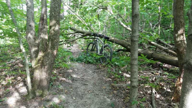 A mountain bike leaning against a fallen tree, surrounded by dense green foliage and a sandy trail in a forested area. Van  Buren mountain bike trail.
