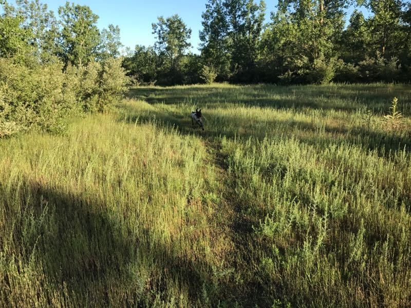 A serene outdoor scene featuring lush green grass and scattered shrubs under a clear blue sky. A dirt path winds through the meadow, with a dog trotting in the distance, surrounded by tall grass and trees in the background. Bass River Recreation Area mountain bike trail.