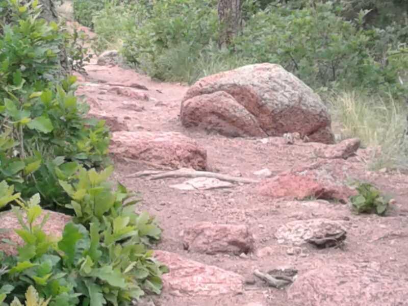 A rocky trail lined with green foliage and bushes, featuring various-sized reddish rocks and a dirt path winding through a natural landscape. Falcon Trail mountain bike trail.