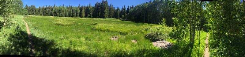 A panoramic view of a lush green meadow surrounded by tall trees under a clear blue sky. A dirt path winds through the foreground, inviting exploration of the natural scenery. West Bench Trail mountain bike trail.
