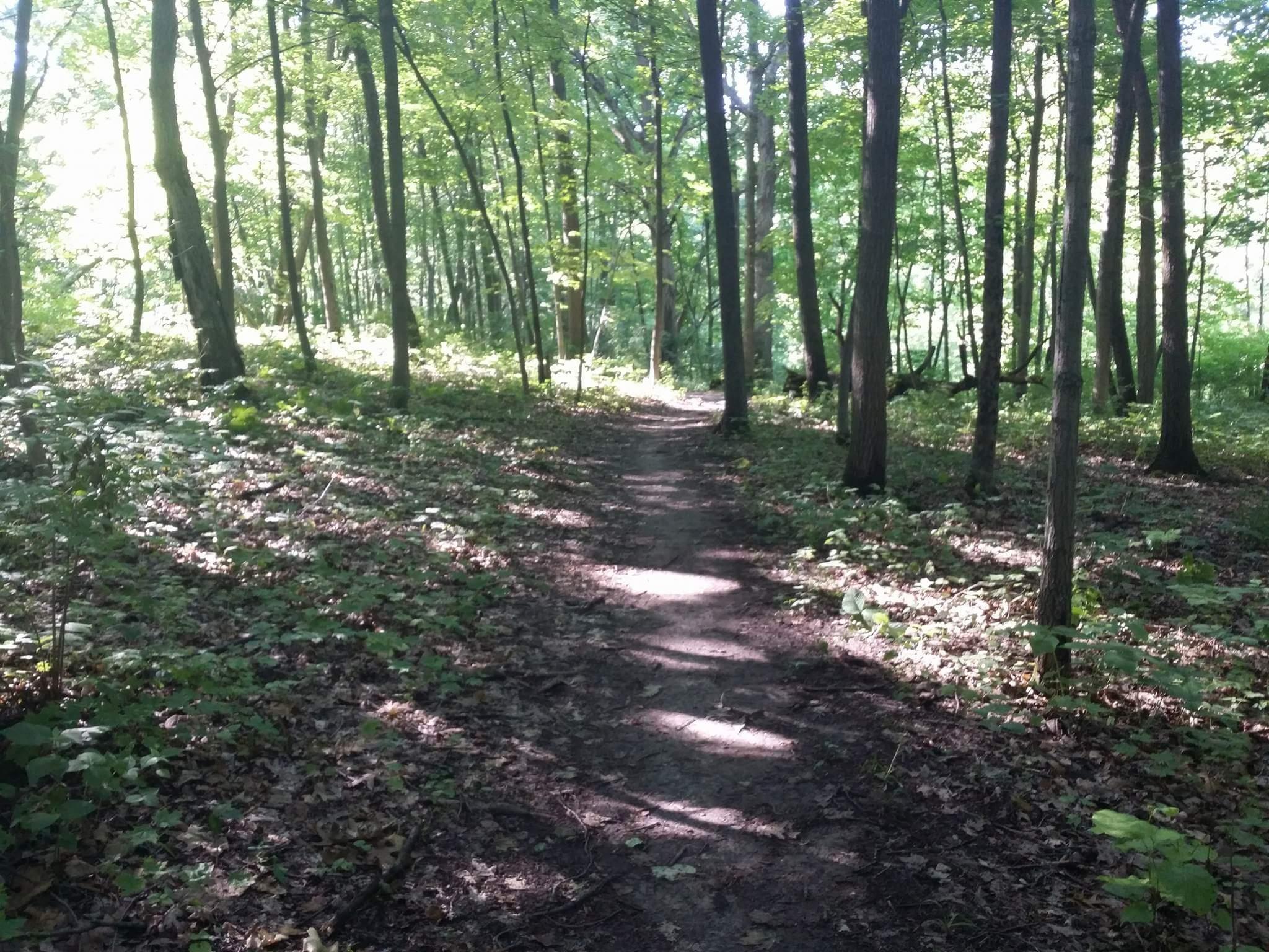 A sunlit forest scene featuring a winding dirt path surrounded by tall trees and greenery. Soft sunlight filters through the leaves, casting dappled shadows on the ground, creating a serene and inviting atmosphere. Raceway Woods mountain bike trail.