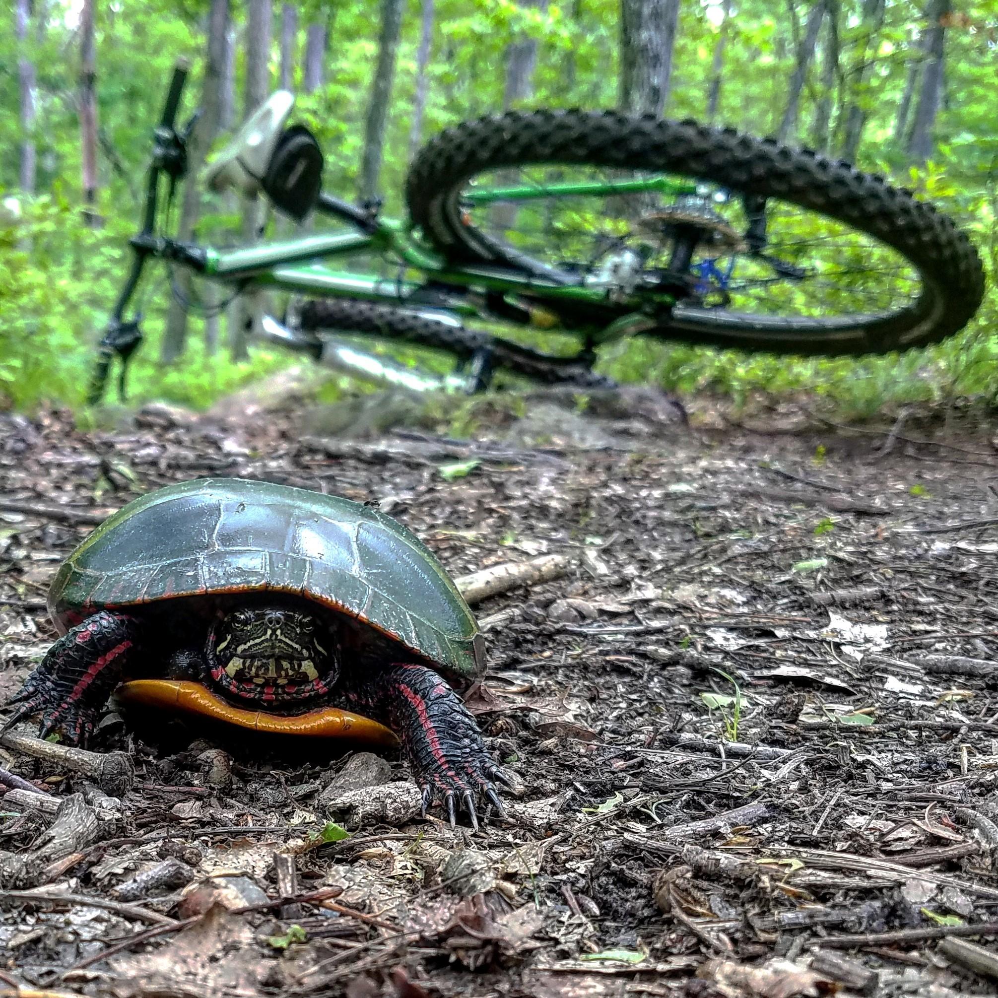 A close-up of a turtle on a dirt path in a forest, with a fallen green mountain bike in the background. The turtle has a dark shell and bright orange-yellow underbelly, while the bike is positioned on its side, partially obscured by trees and foliage. Rockland Preserve mountain bike trail.
