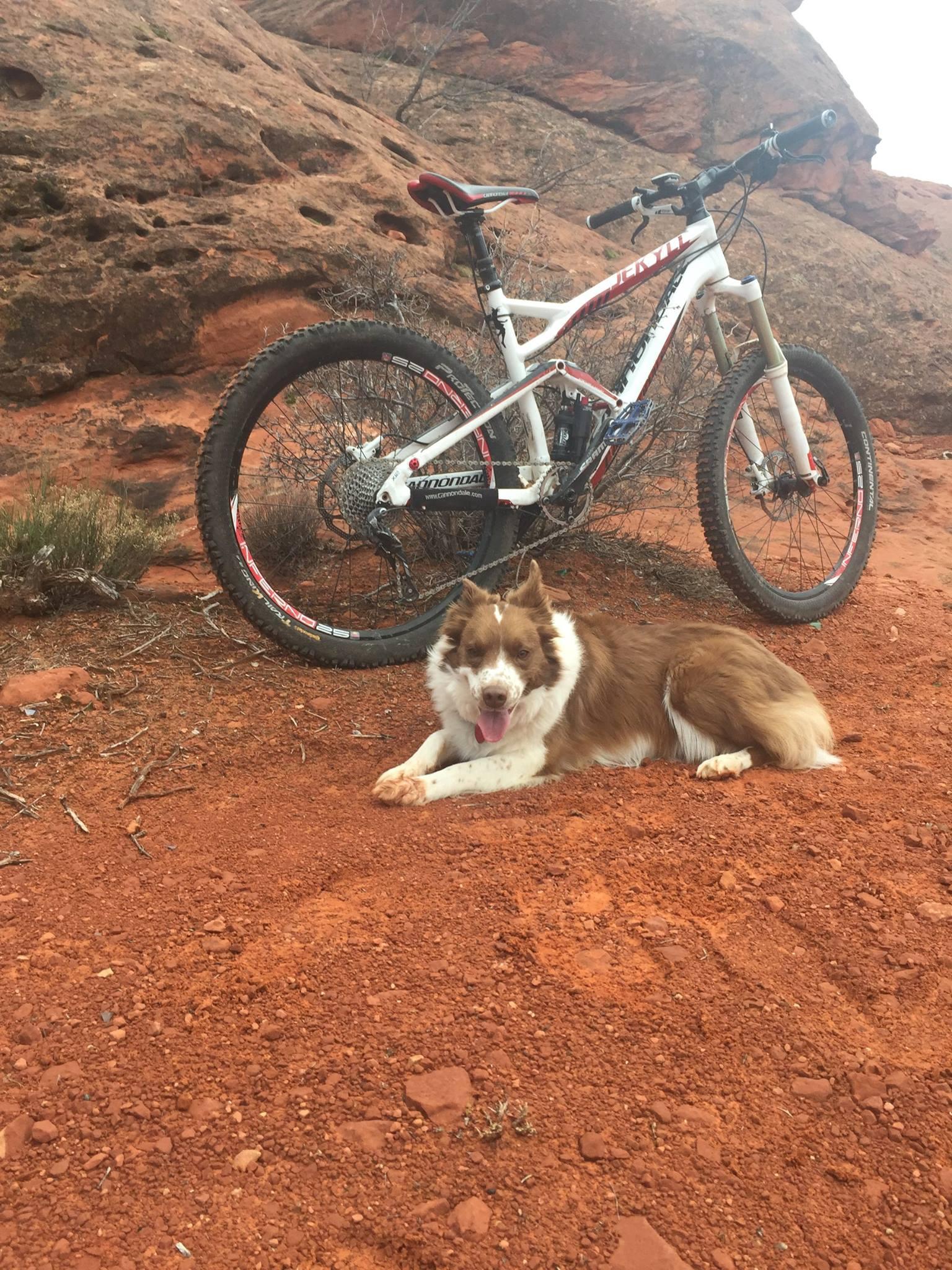 Cannondale Jekyll: A brown and white dog lying on red dirt next to a mountain bike, set against a rocky landscape. The dog has its tongue out, appearing relaxed, while the bike is leaning against a large rock formation in the background.