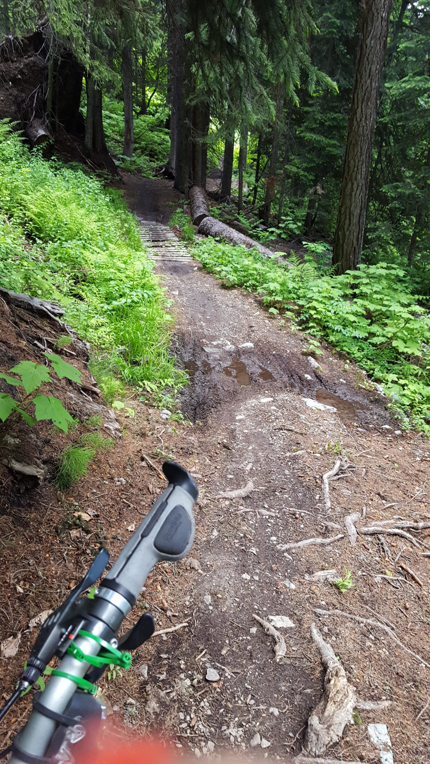 A dirt biking trail winding through a dense forest, with lush greenery on either side and puddles of water on the path. A portion of a bike handlebar is visible in the foreground, suggesting an active biker’s perspective. Whitefish Mountain Resort mountain bike trail.