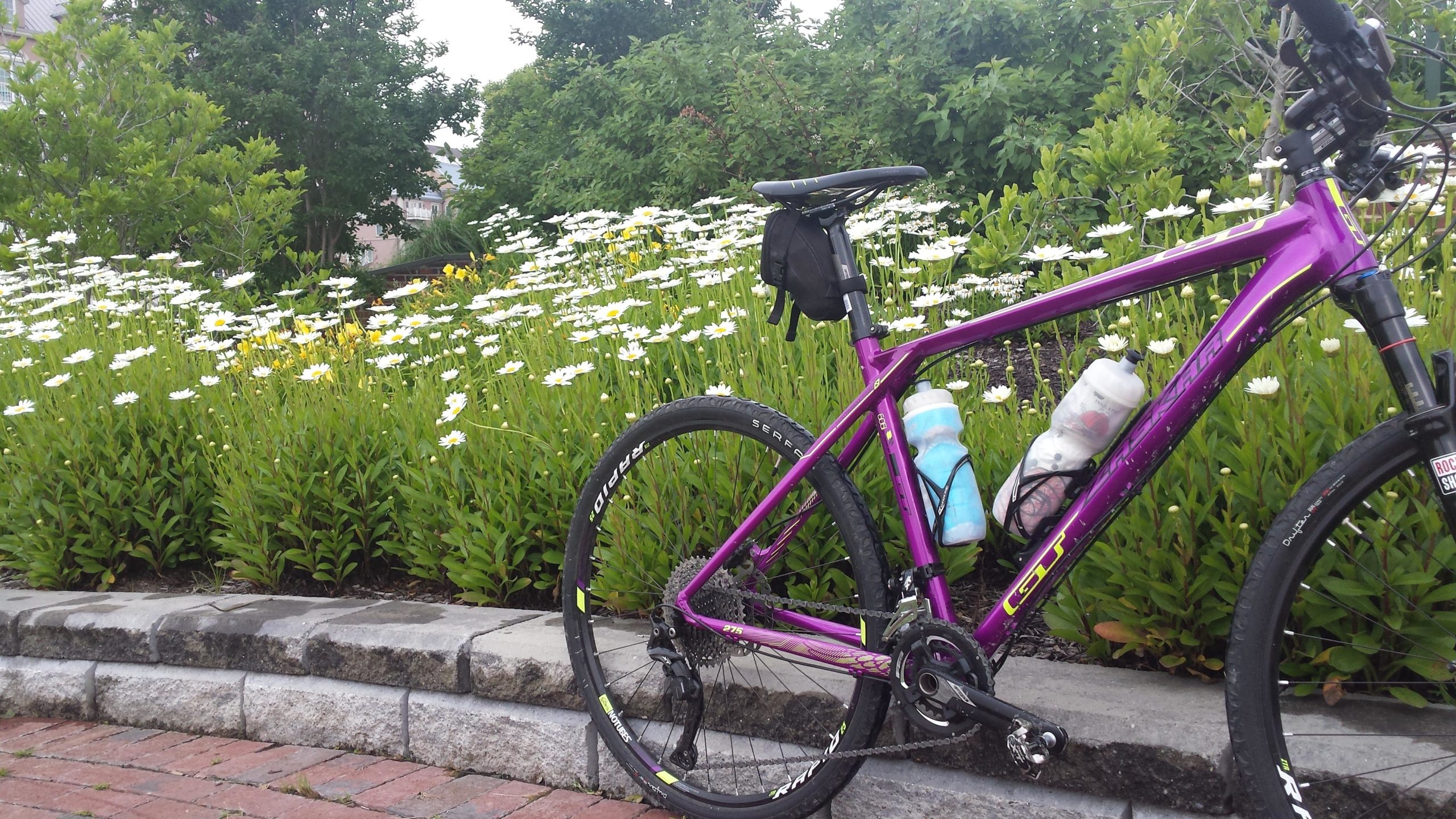 A purple mountain bike is parked beside a vibrant flower garden filled with white daisies and green foliage. The bike has two water bottles attached to its frame and is positioned on a stone path surrounded by greenery. West Street Greenway mountain bike trail.