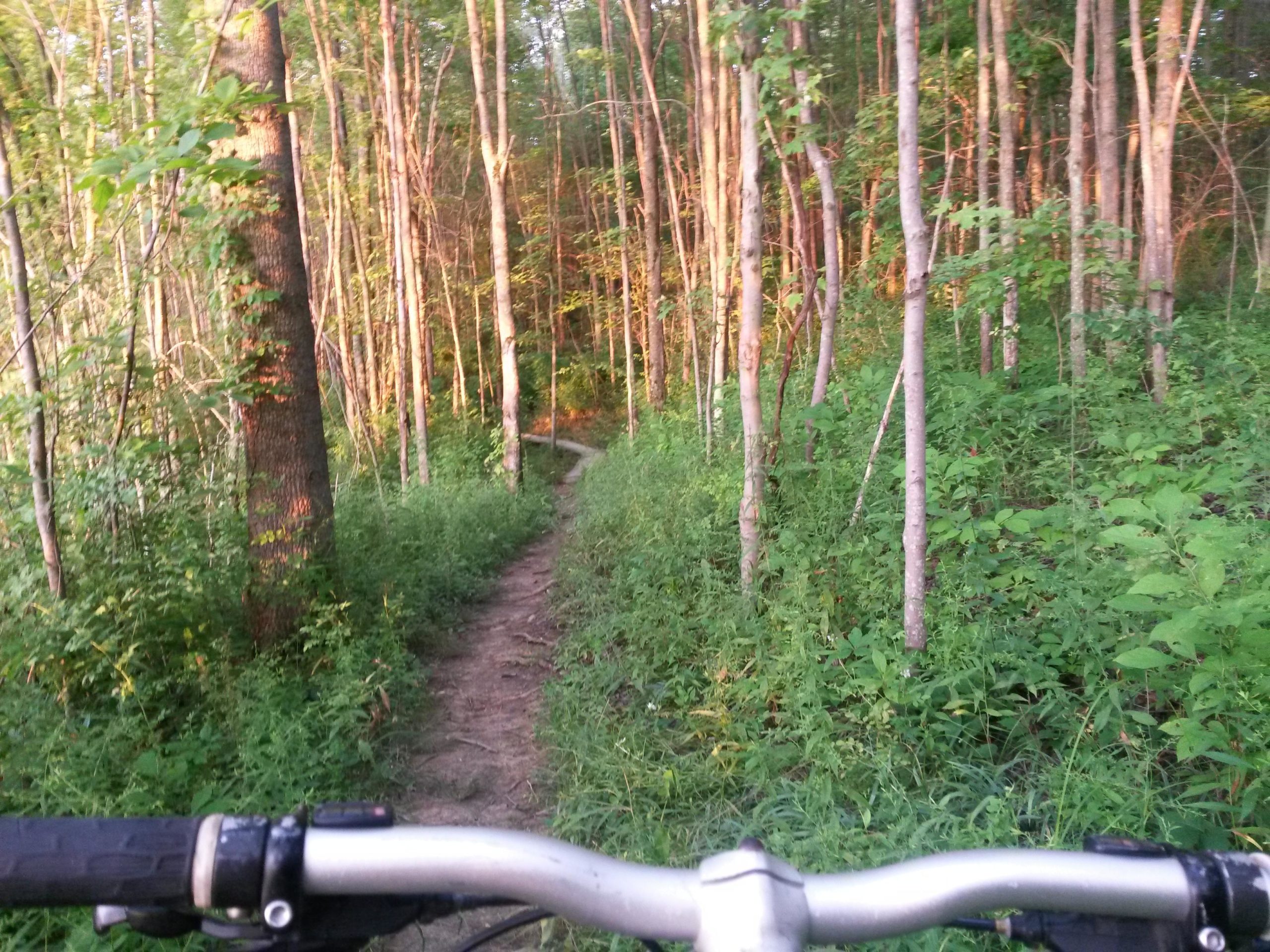 A narrow dirt biking trail surrounded by tall trees and lush greenery, viewed from the handlebars of a bicycle. The path winds gently through the forest, illuminated by warm sunlight filtering through the leaves. West Branch mountain bike trail.