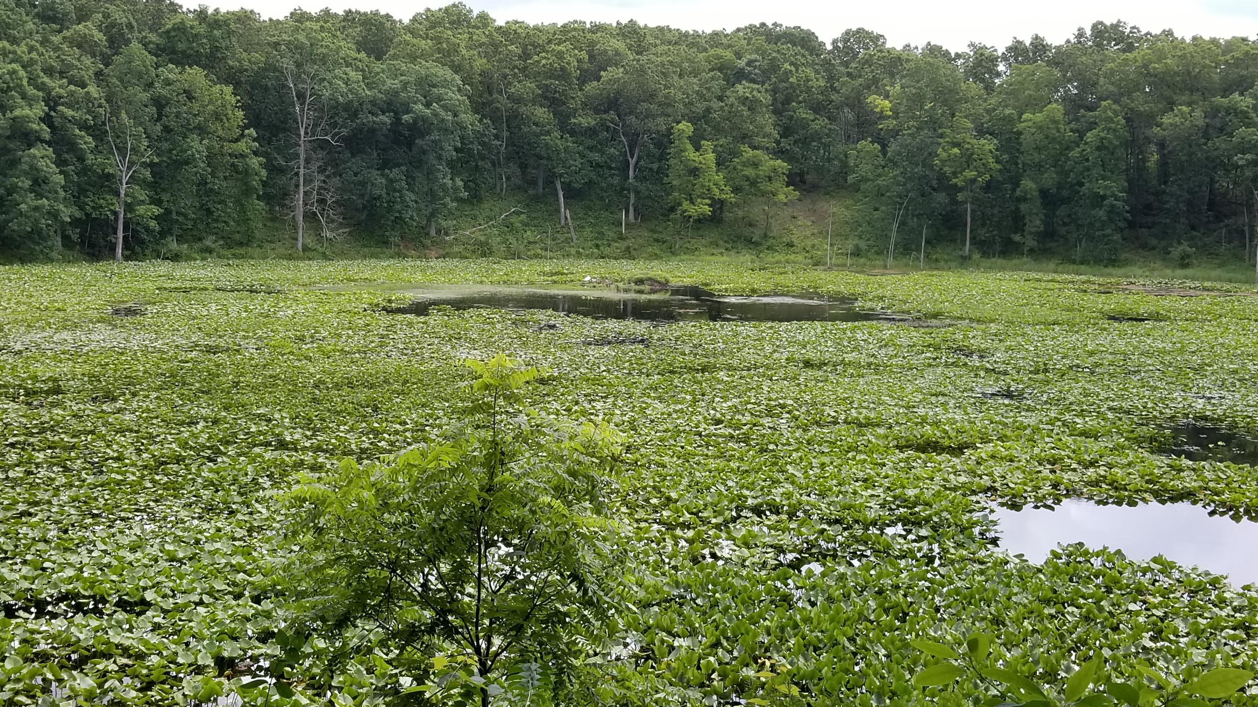 A peaceful natural scene featuring a large pond covered with lily pads, surrounded by lush green trees. The water reflects the greenery, creating a serene atmosphere. In the background, a wooded area adds depth to the landscape. Fort Custer Recreation Area mountain bike trail.