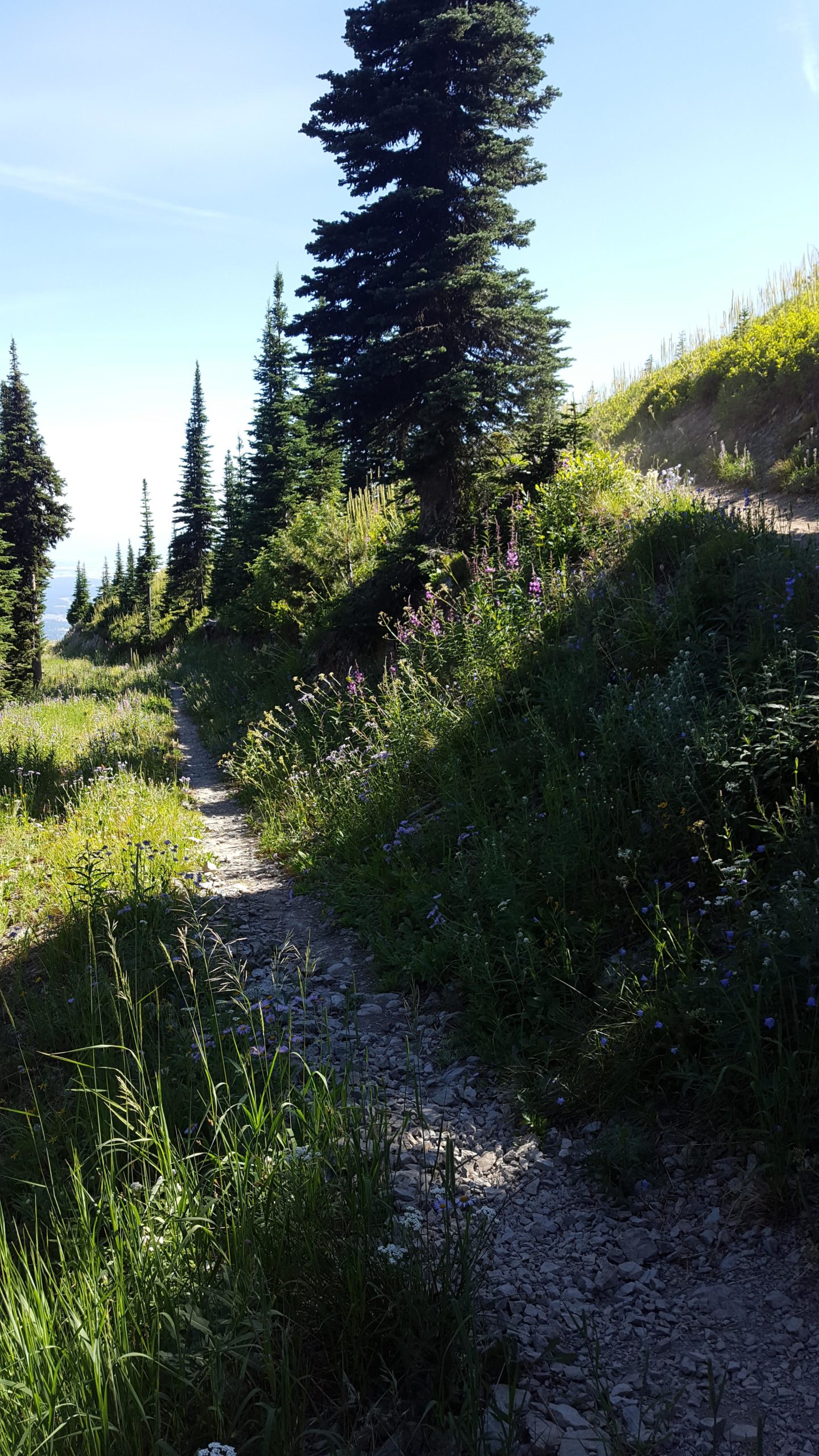 A winding gravel path surrounded by lush green grass and wildflowers, flanked by tall evergreen trees under a clear blue sky. Whitefish Mountain Resort mountain bike trail.