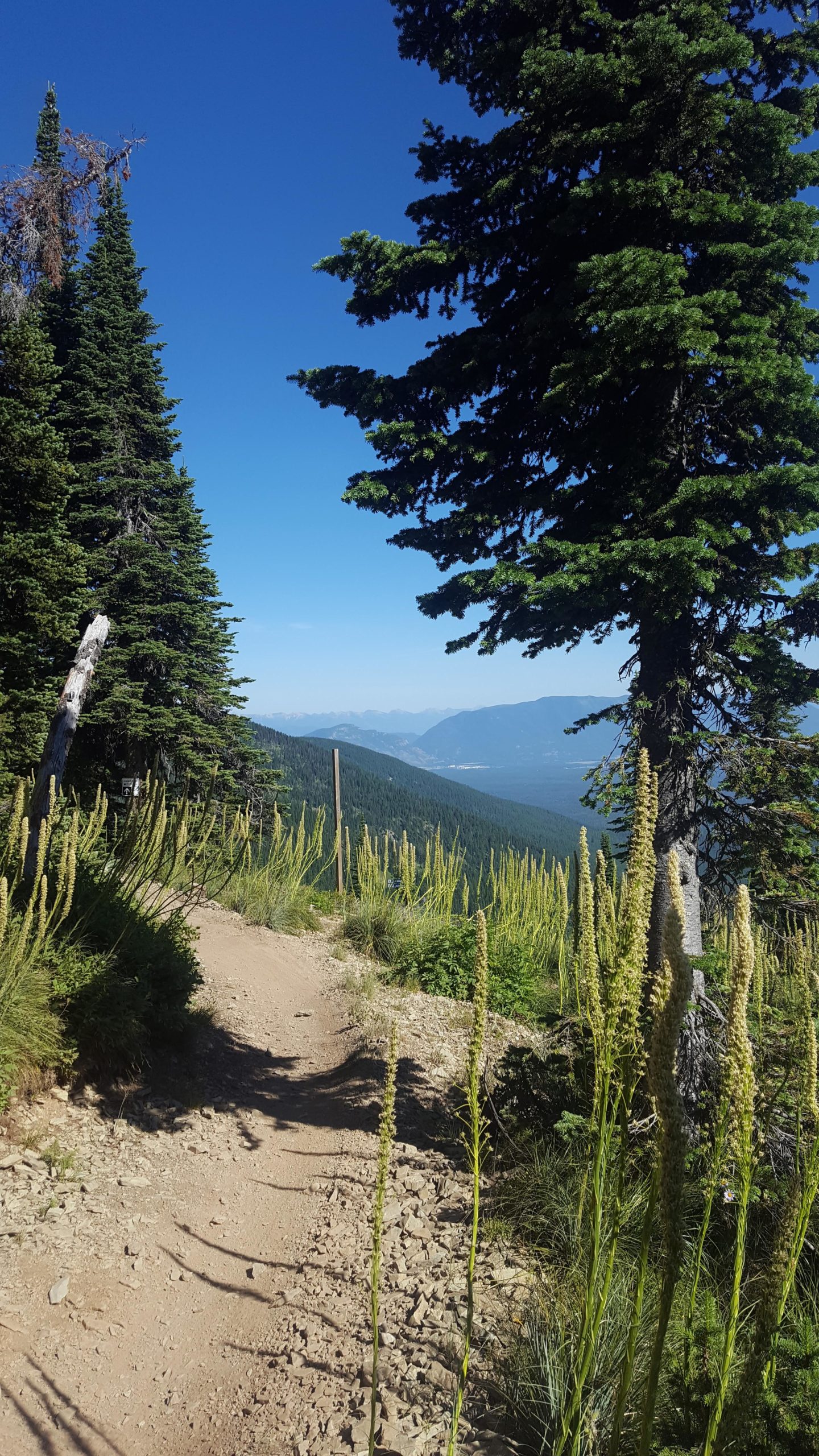 A scenic hiking trail surrounded by tall evergreen trees and wild plants, leading towards a mountainous landscape under a clear blue sky. The path is rocky and meandering, with sunlight casting shadows on the ground. Whitefish Mountain Resort mountain bike trail.
