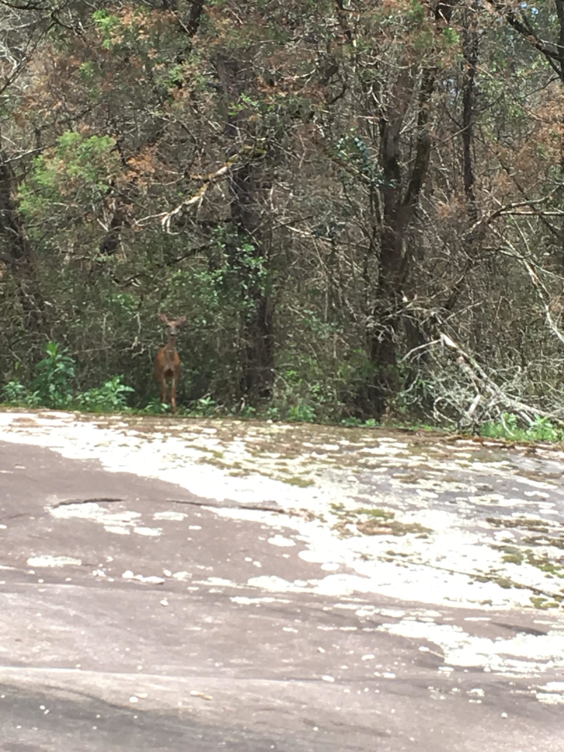 A deer standing in a forested area, partially obscured by trees and greenery, with rocky terrain in the foreground. Tribble Mill Park mountain bike trail.