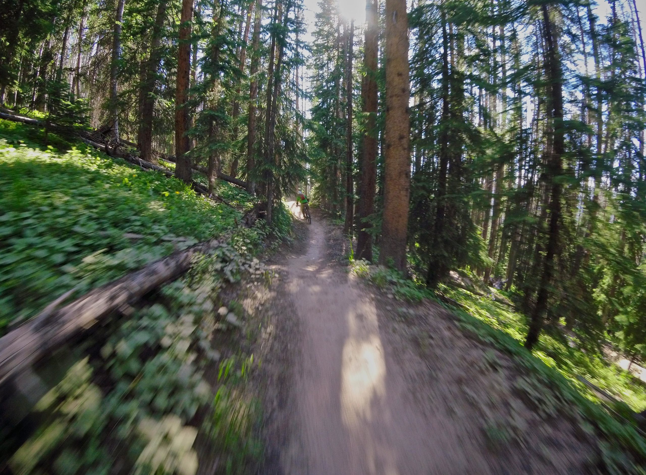 A dirt path winding through a sunlit forest, surrounded by tall pine trees and vibrant green foliage. The scene captures a sense of motion, suggesting someone is biking along the trail. Vail Mountain Bike Park mountain bike trail.