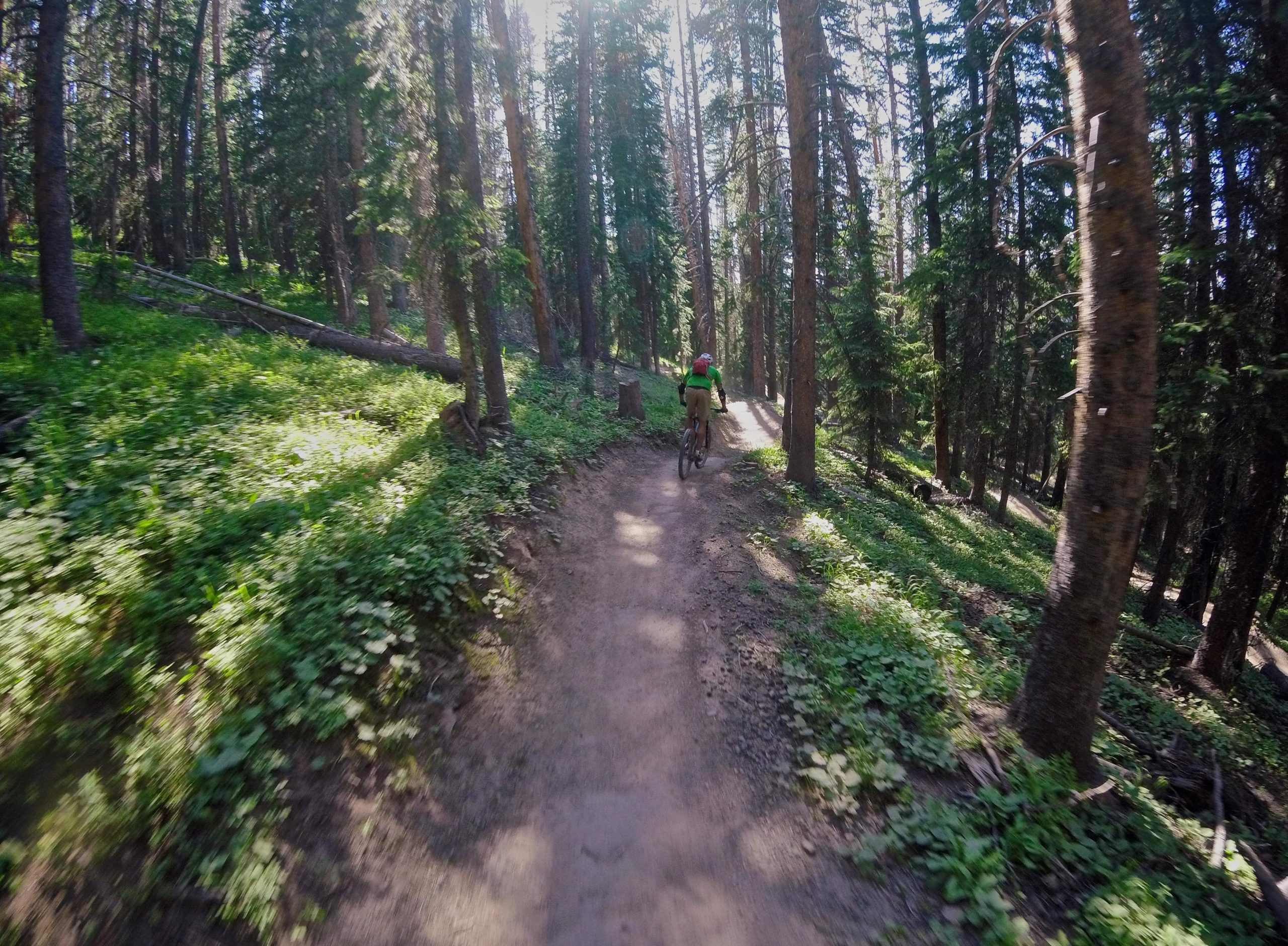A person riding a mountain bike on a dirt trail through a dense forest, surrounded by tall trees and greenery. Sunlight filters through the foliage, illuminating the path. Vail Mountain Bike Park mountain bike trail.