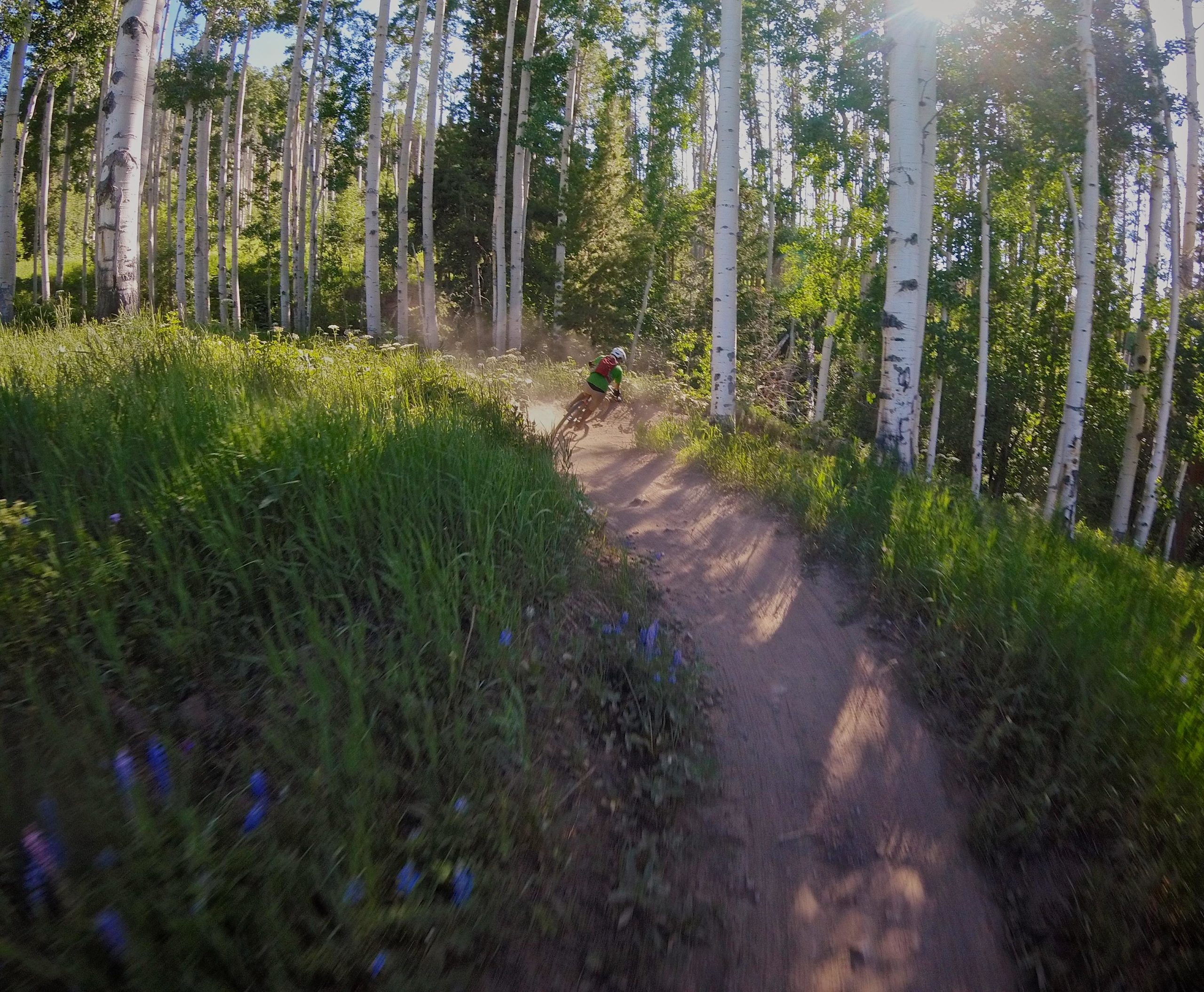 A mountain biker navigates a winding dirt trail surrounded by tall aspen trees, with sunlight filtering through the leaves. Dust is kicked up from the bike's tires as the rider leans into the turn, and wildflowers peek through the lush green grass on either side of the path. Vail Mountain Bike Park mountain bike trail.