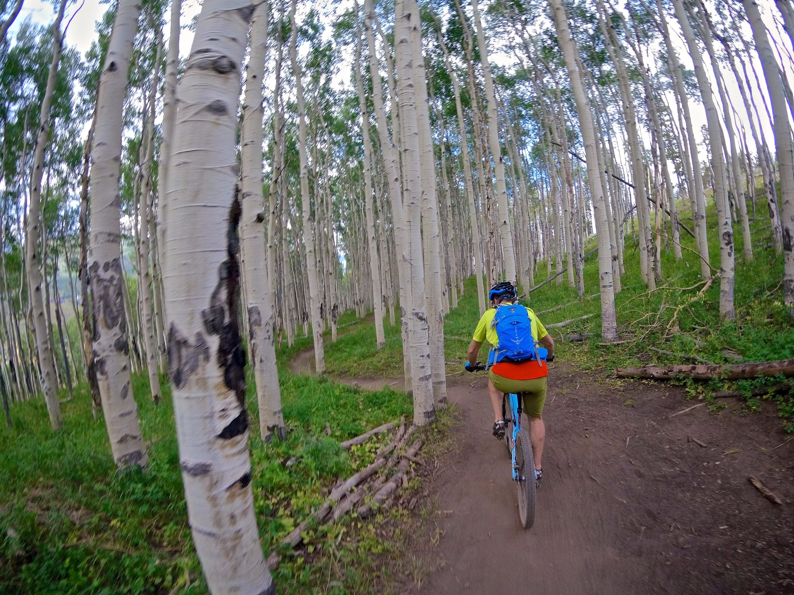 A mountain biker rides along a dirt trail surrounded by tall, slender aspen trees with white bark and lush green undergrowth. The biker wears a bright yellow shirt and a blue backpack, while the trail winds through the forest, leading deeper into the natural landscape. Vail Mountain Bike Park mountain bike trail.