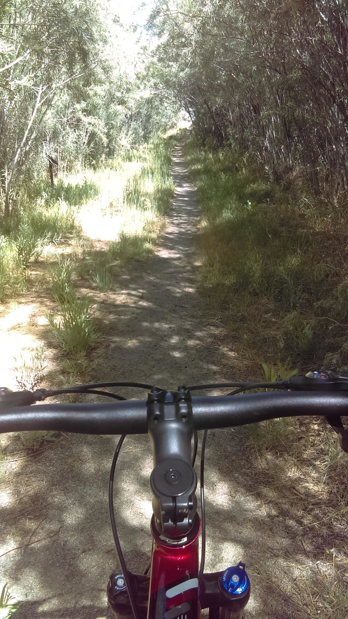 A view from the handlebars of a mountain bike on a narrow, sunlit trail surrounded by greenery and trees. The path is dirt with some grass and foliage on either side, suggesting a serene outdoor setting suitable for biking or hiking. Steamboat Singletrack mountain bike trail.