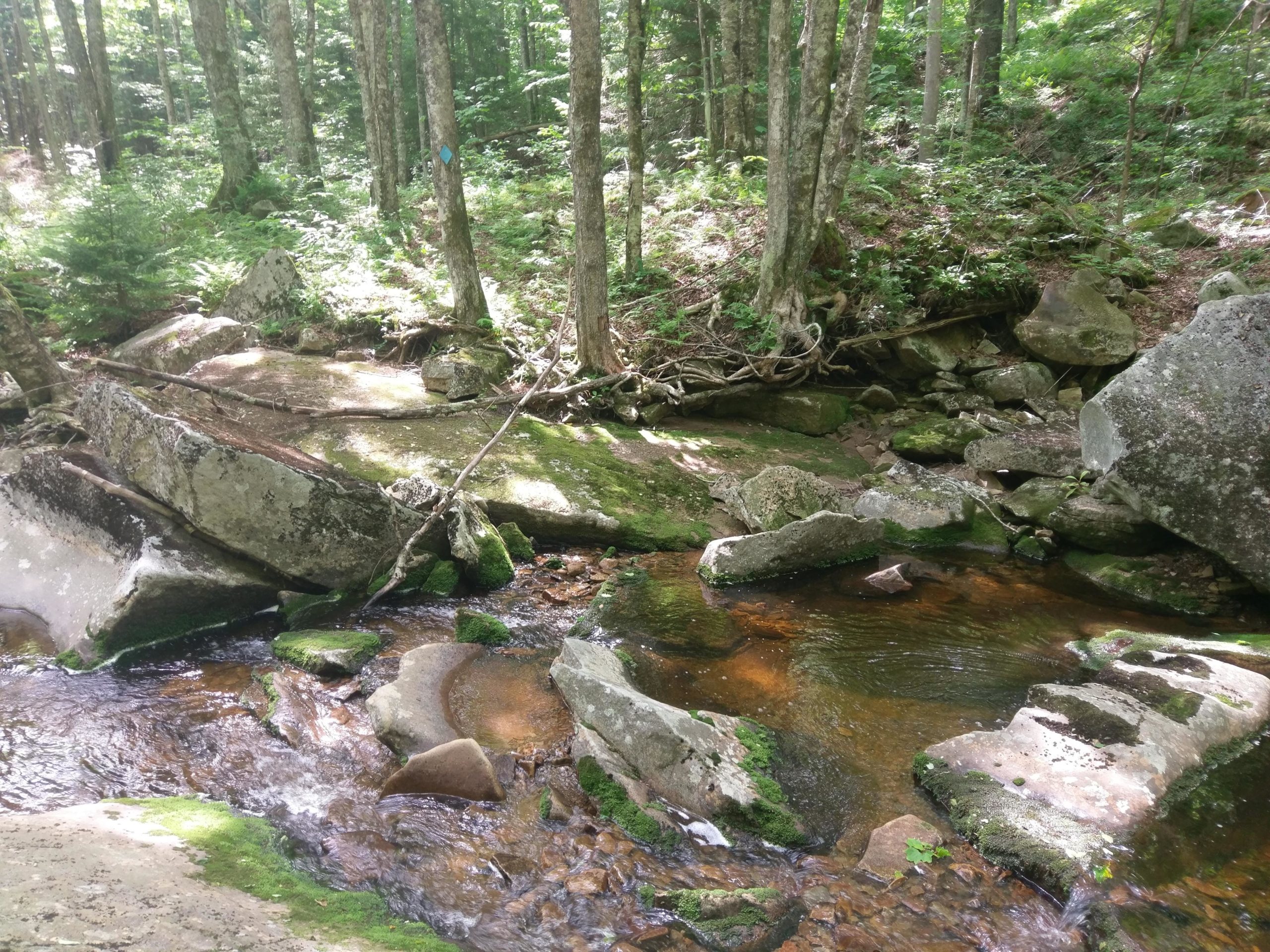 A serene forest scene featuring a small, clear stream flowing over rocks, surrounded by lush greenery and trees. Sunlight filters through the leaves, casting gentle shadows on the moss-covered stones along the water