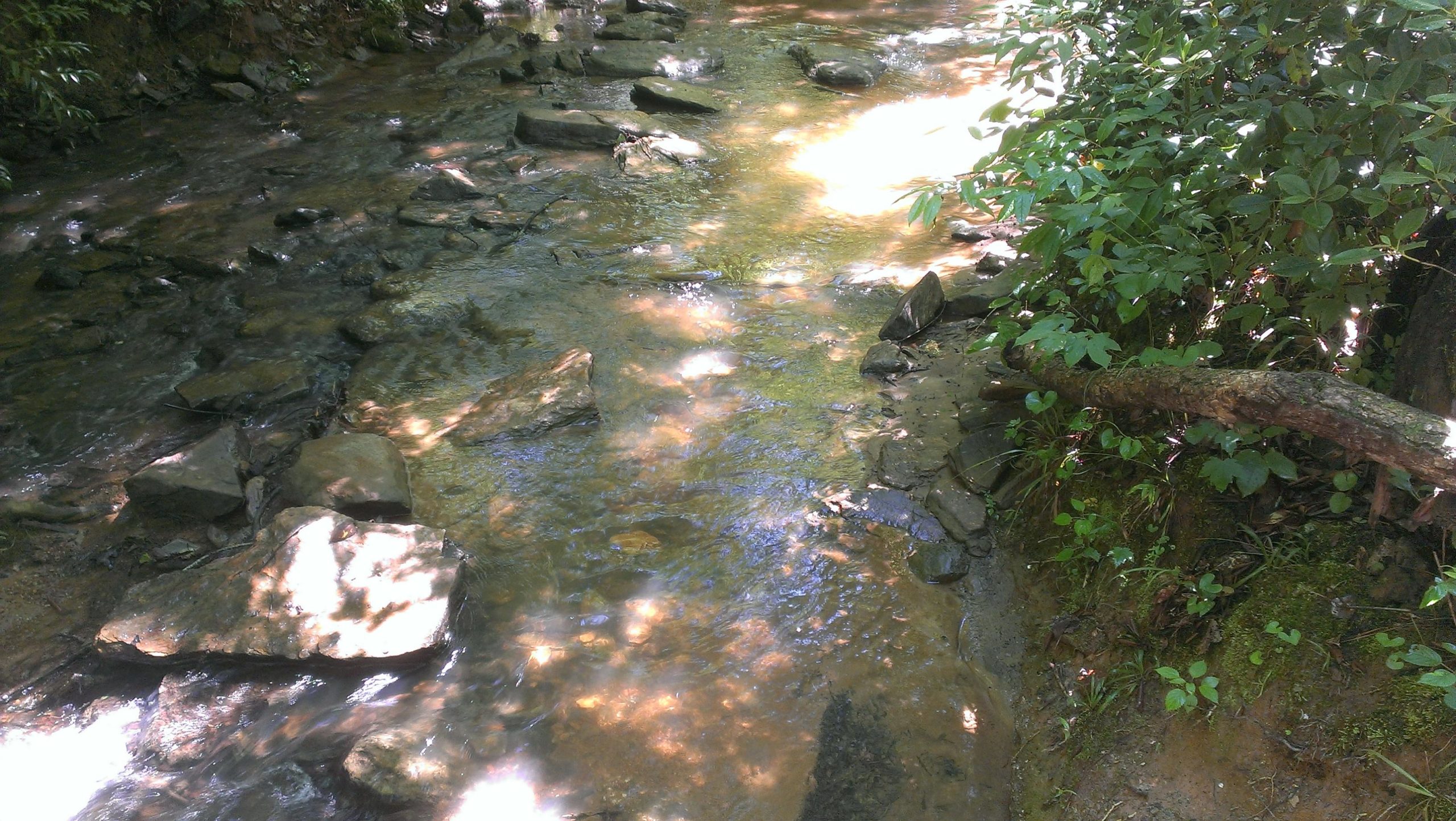 A serene creek flowing over rocks, surrounded by lush green foliage. Sunlight dapples the water, creating a shimmering effect on the surface. Chicopee Woods mountain bike trail.