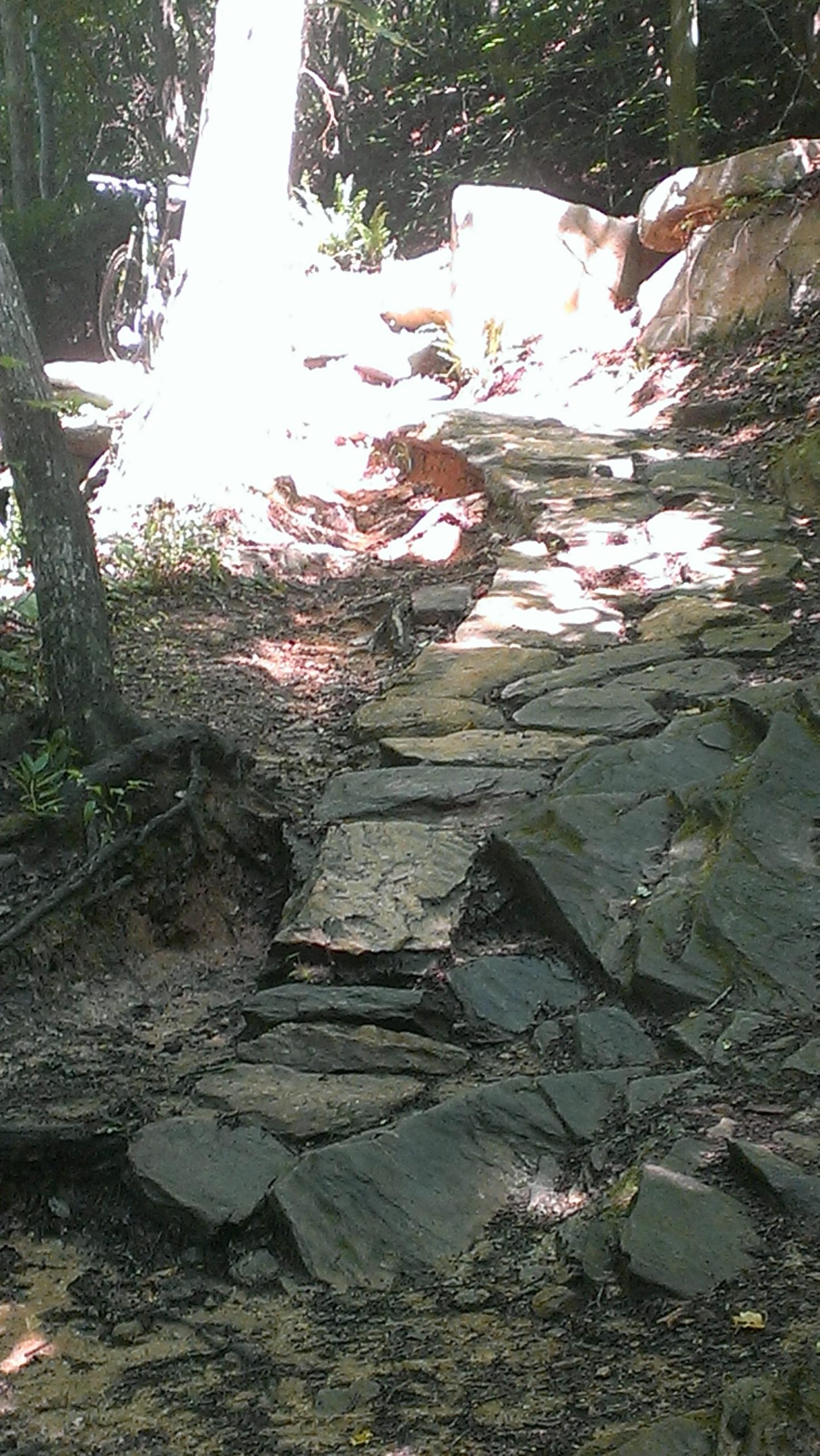 Alt text: A rocky trail winding through a wooded area, with sunlight filtering through the trees. The path consists of uneven stone slabs and is surrounded by lush green foliage and a tree on the left side. A bicycle is partially visible in the background. Chicopee Woods mountain bike trail.