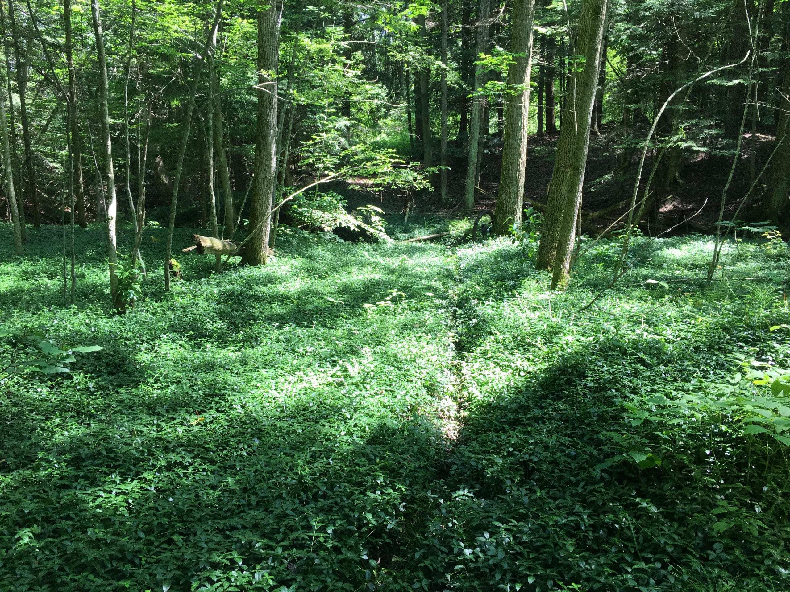 A lush green forest scene featuring a carpet of dense foliage under tall trees, with dappled sunlight filtering through the leaves. The ground is covered in a thick layer of low-lying greenery, creating a serene and peaceful environment. Bayfield river mountain bike trail.