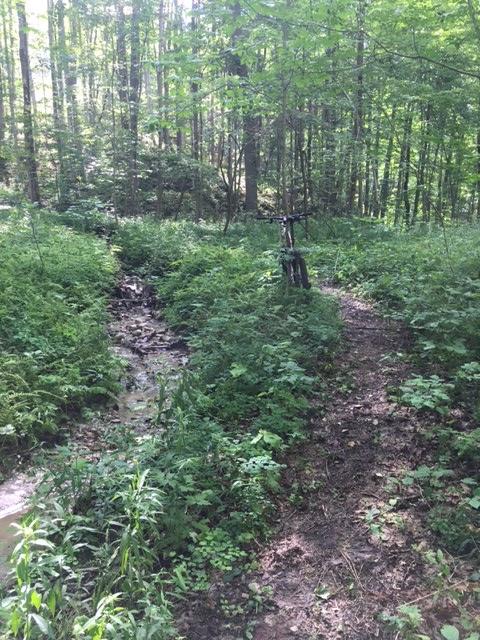 A mountain bike stands at the fork of a muddy trail in a lush green forest. One path is overgrown with ferns and vegetation, while the other leads to a small stream. Sunlight filters through the trees, casting dappled shadows on the ground. Bayfield river mountain bike trail.