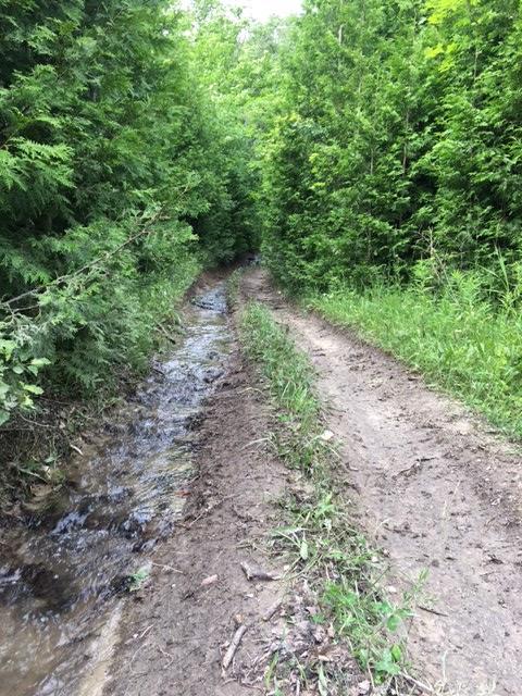 A muddy path surrounded by lush green foliage, with a small stream running along one side. The scene depicts a narrow trail flanked by tall trees, creating a natural corridor in a wooded area. Sunlight filters through the leaves, highlighting the vibrant greenery. Bayfield river mountain bike trail.